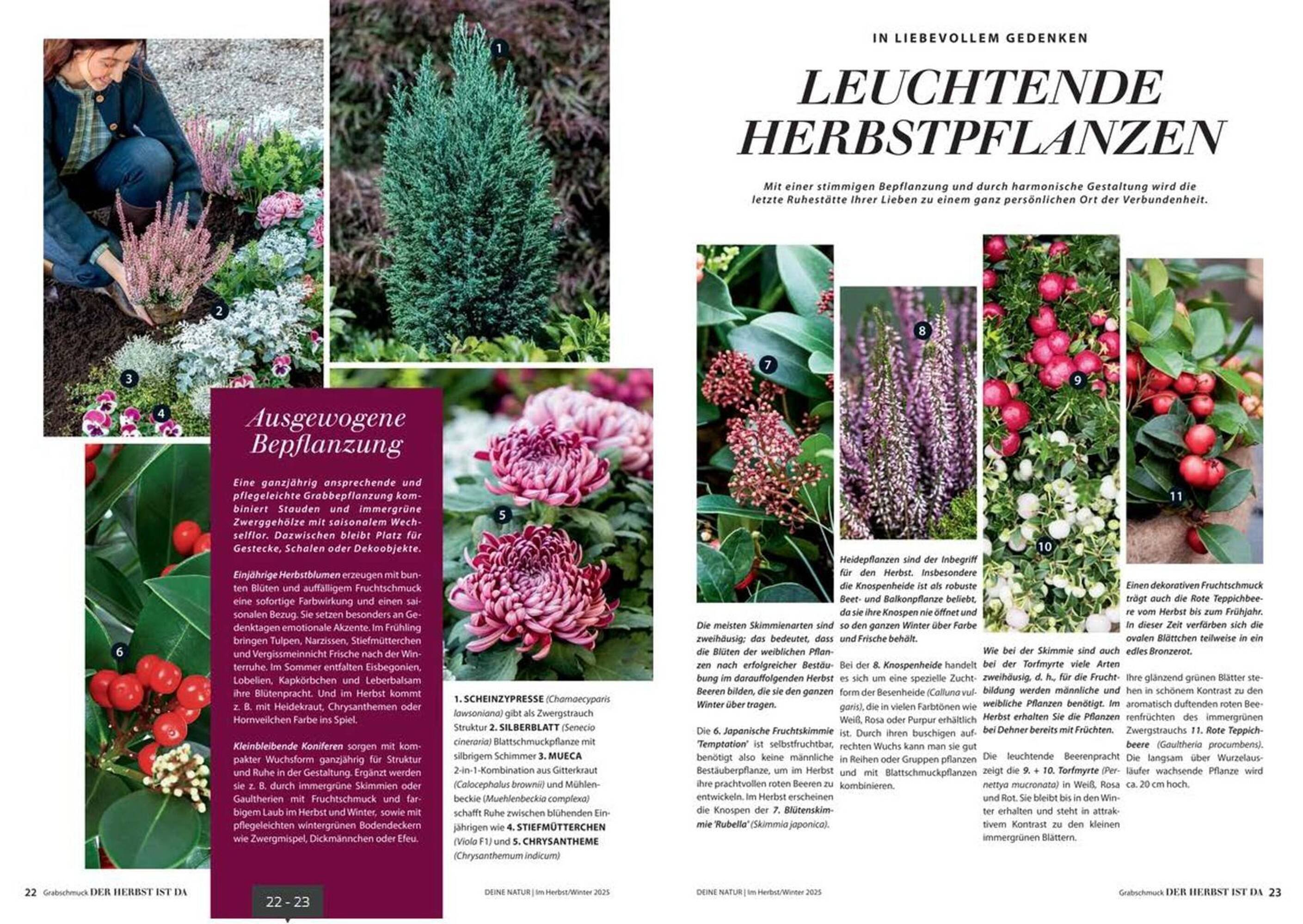 Dehner Prospekt (2025-10-24 - 2025-12-31) | 12