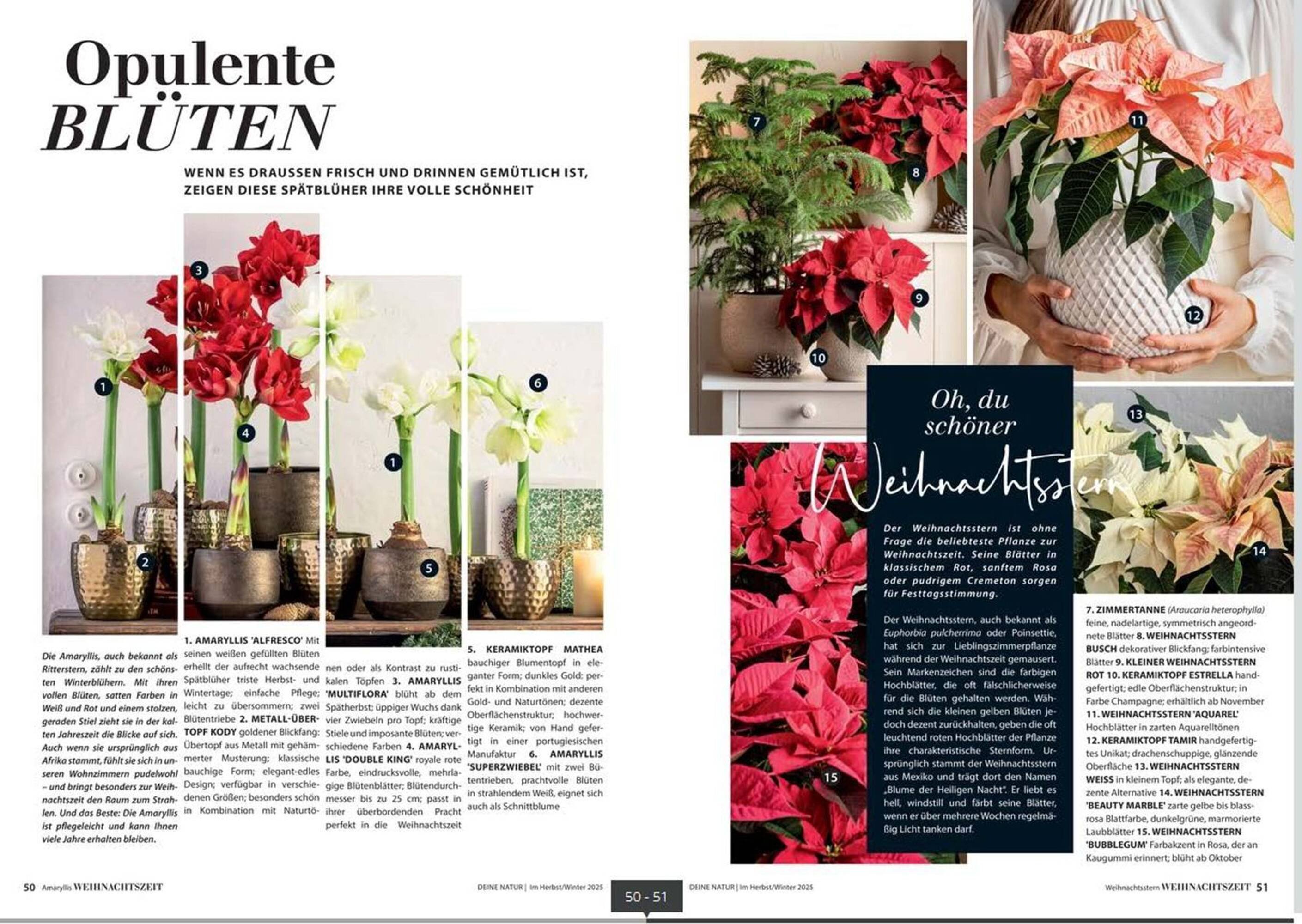 Dehner Prospekt (2025-10-24 - 2025-12-31)