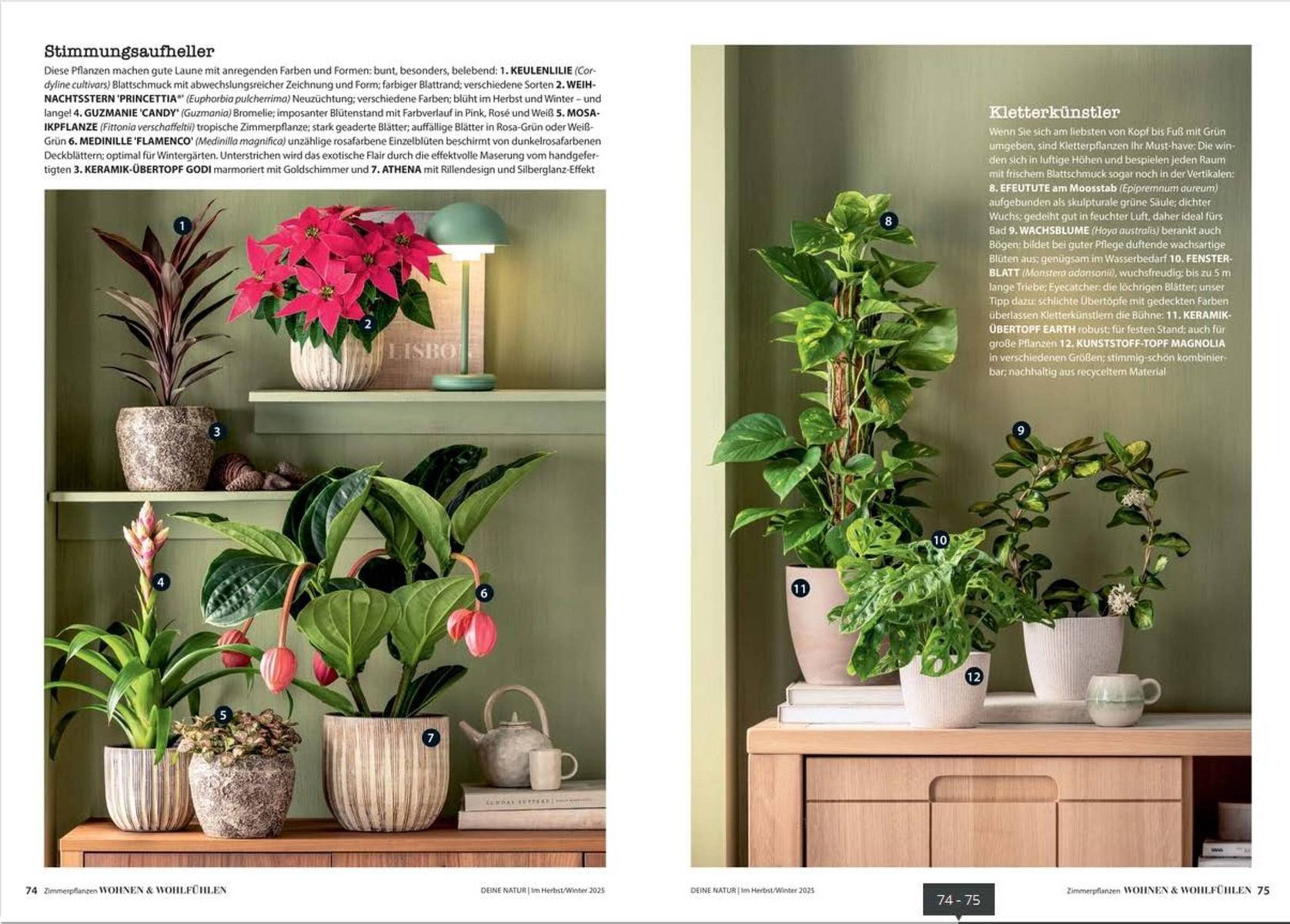 Dehner Prospekt (2025-10-24 - 2025-12-31)