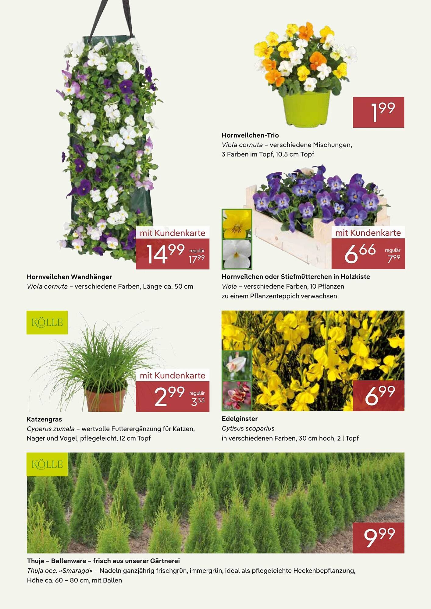 Pflanzen Kölle Prospekt