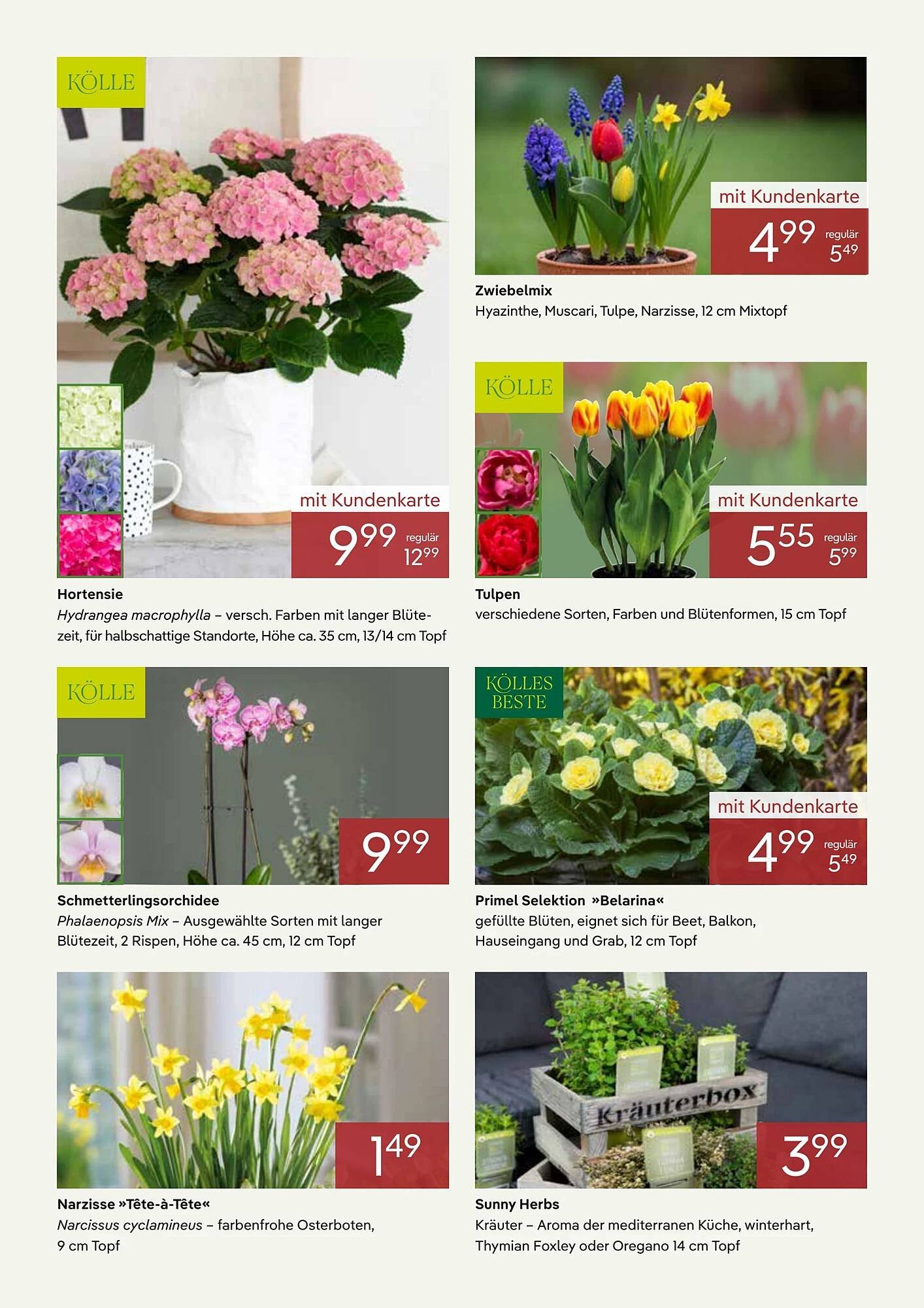 Pflanzen Kölle Prospekt