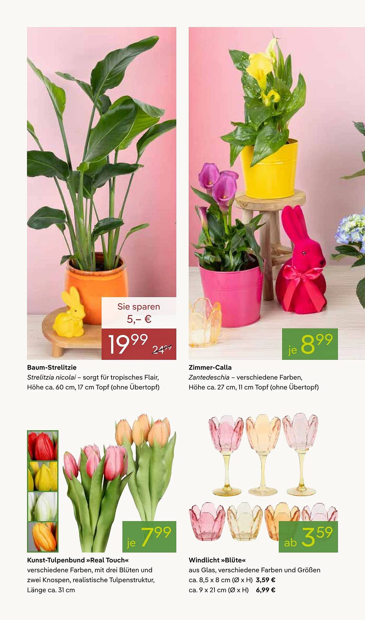 Pflanzen Kölle Prospekt