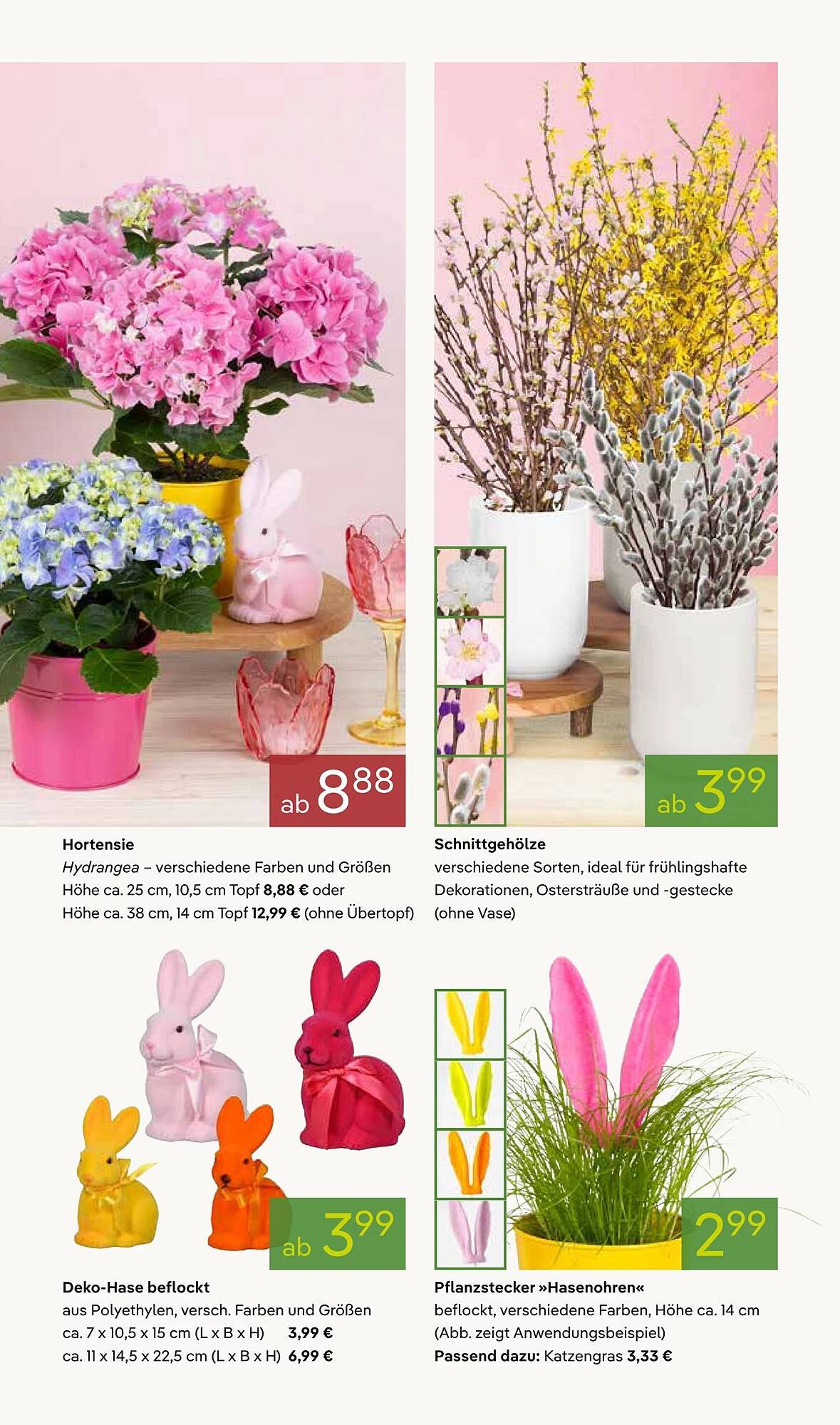 Pflanzen Kölle Prospekt