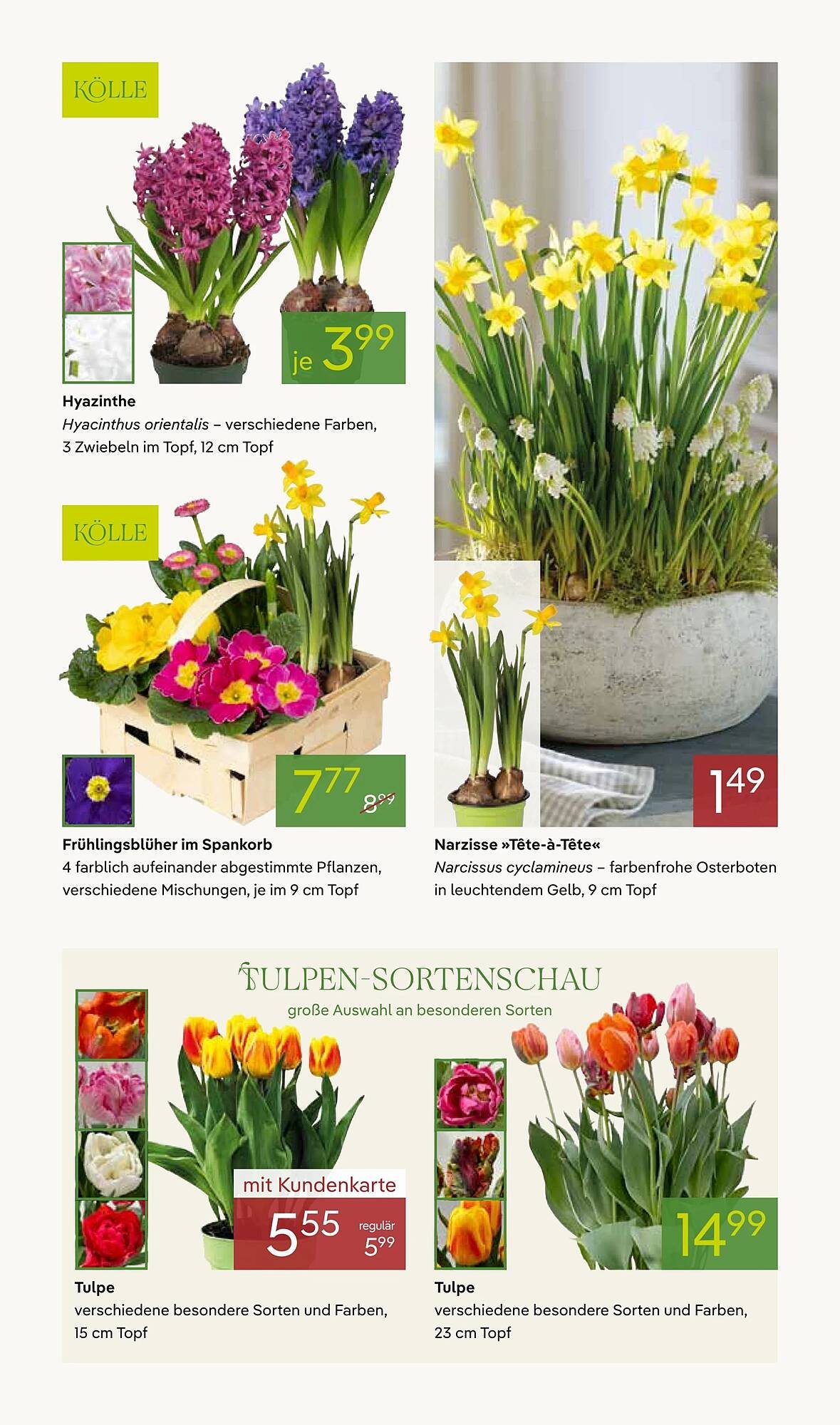 Pflanzen Kölle Prospekt
