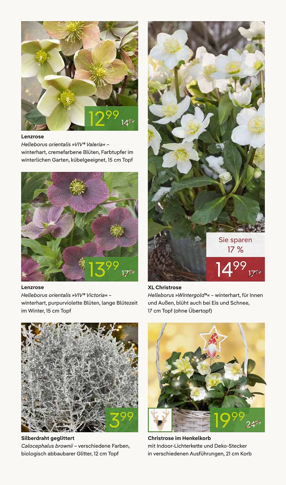 Pflanzen Kölle Prospekt