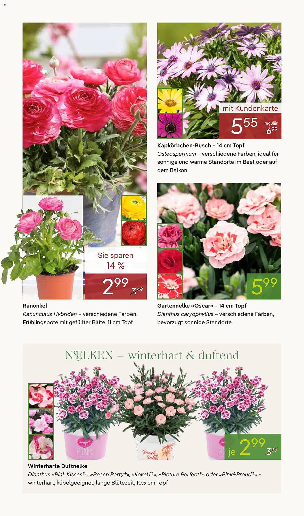 Pflanzen Kölle Prospekt