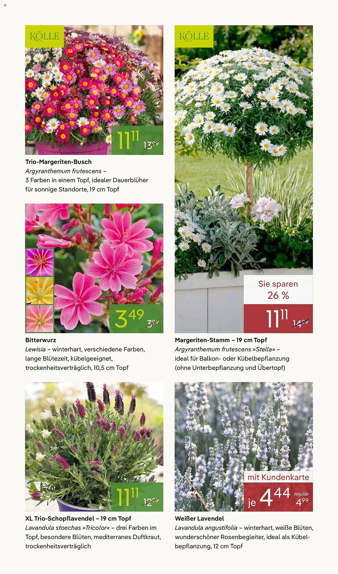 Pflanzen Kölle Prospekt