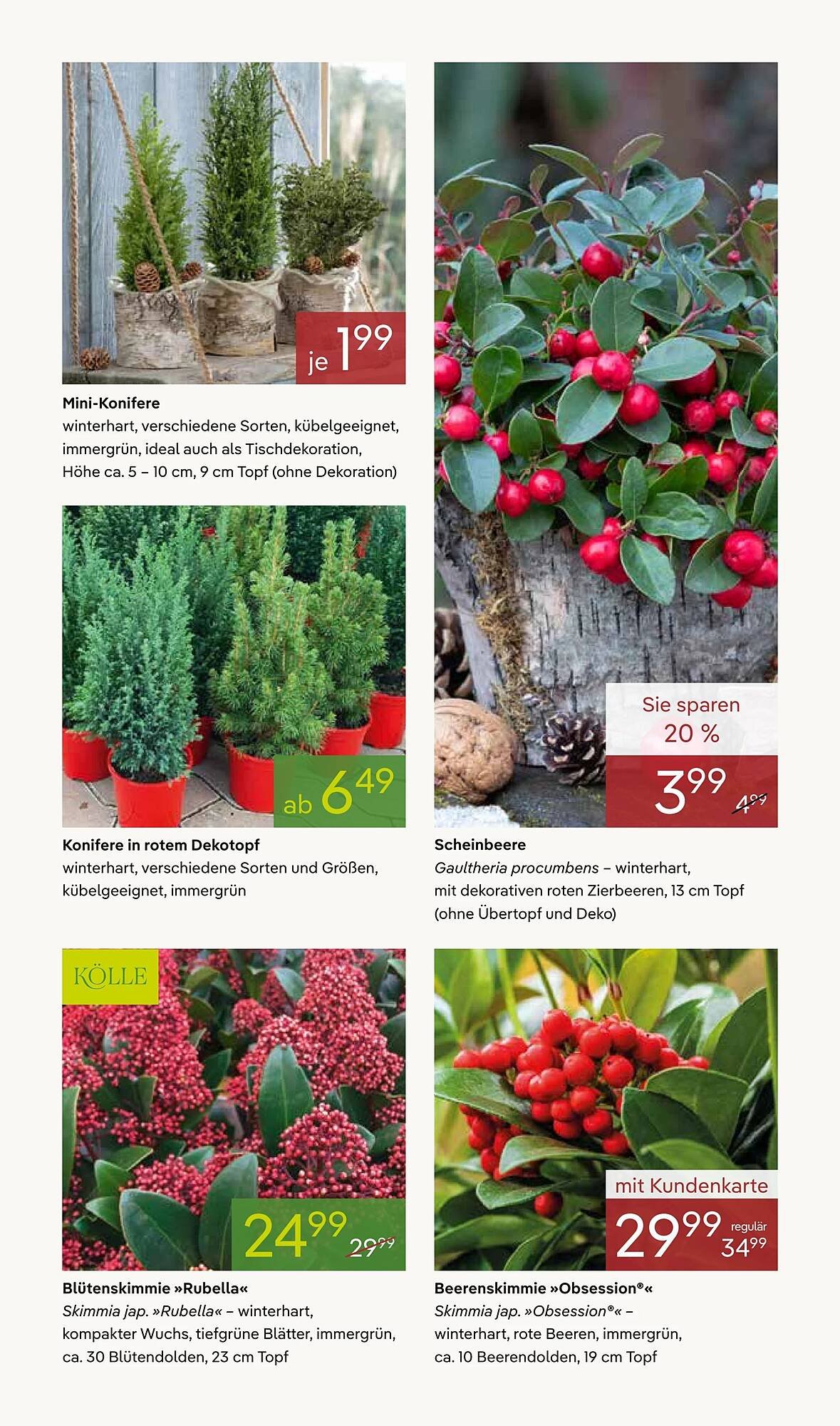 Pflanzen Kölle Prospekt (2025-11-03 - 2025-11-10)