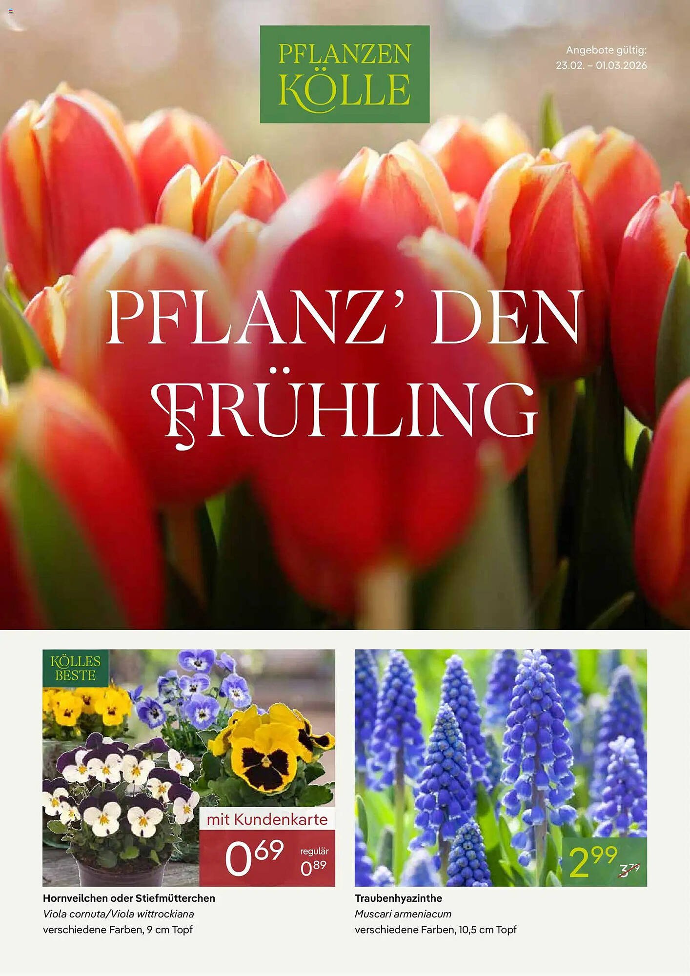 Pflanzen Kölle Prospekt (2026-02-23 - 2026-03-01)