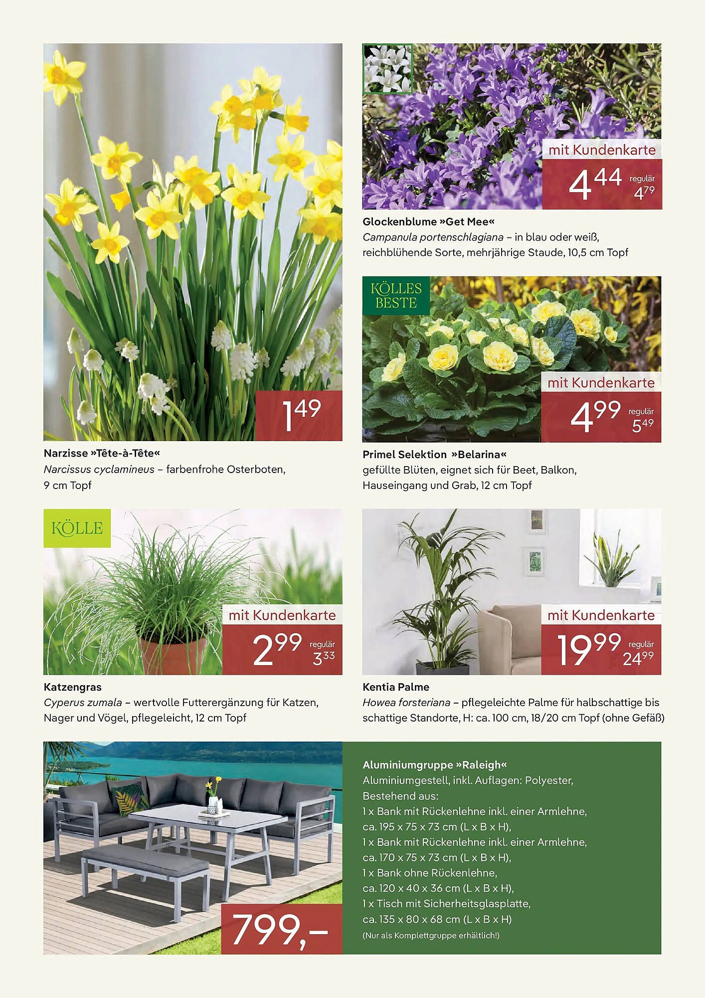 Pflanzen Kölle Prospekt (2025-12-31 - 2026-01-31)
