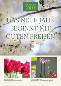 Pflanzen Kölle Prospekt (2025-12-31 - 2026-01-31)