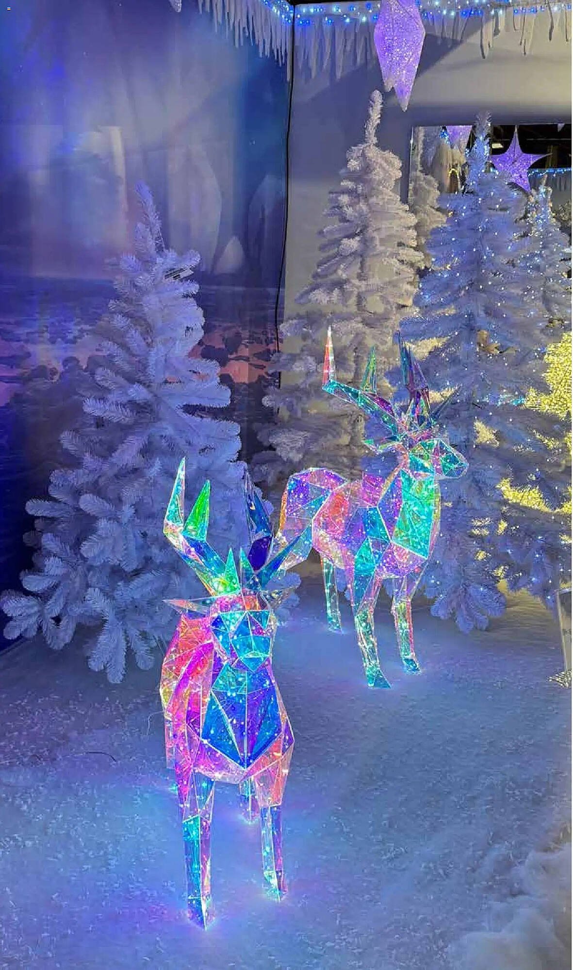 Pflanzen Kölle Prospekt