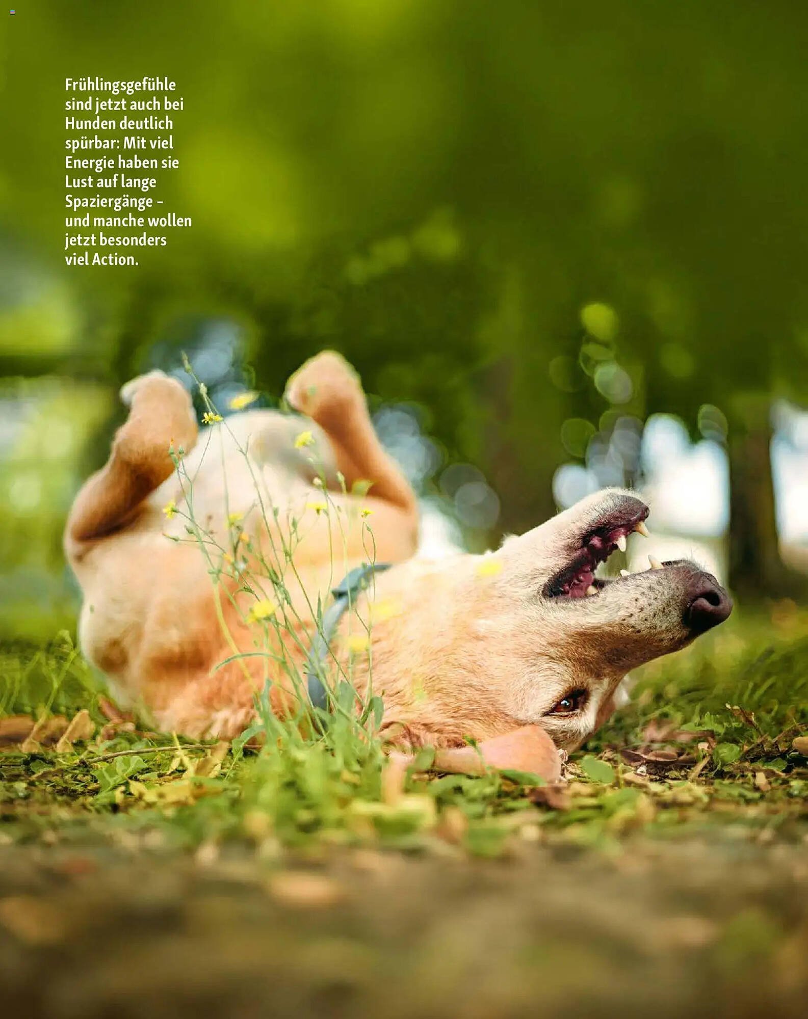 Fressnapf Magazin (2026-03-02 - 2026-04-30)