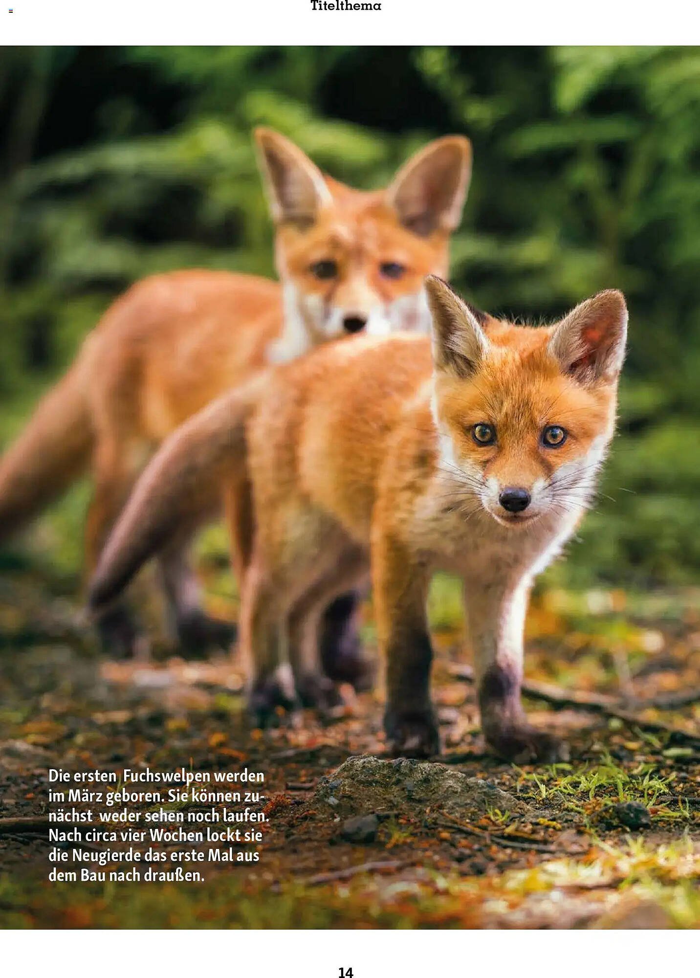 Fressnapf Magazin (2026-03-02 - 2026-04-30)