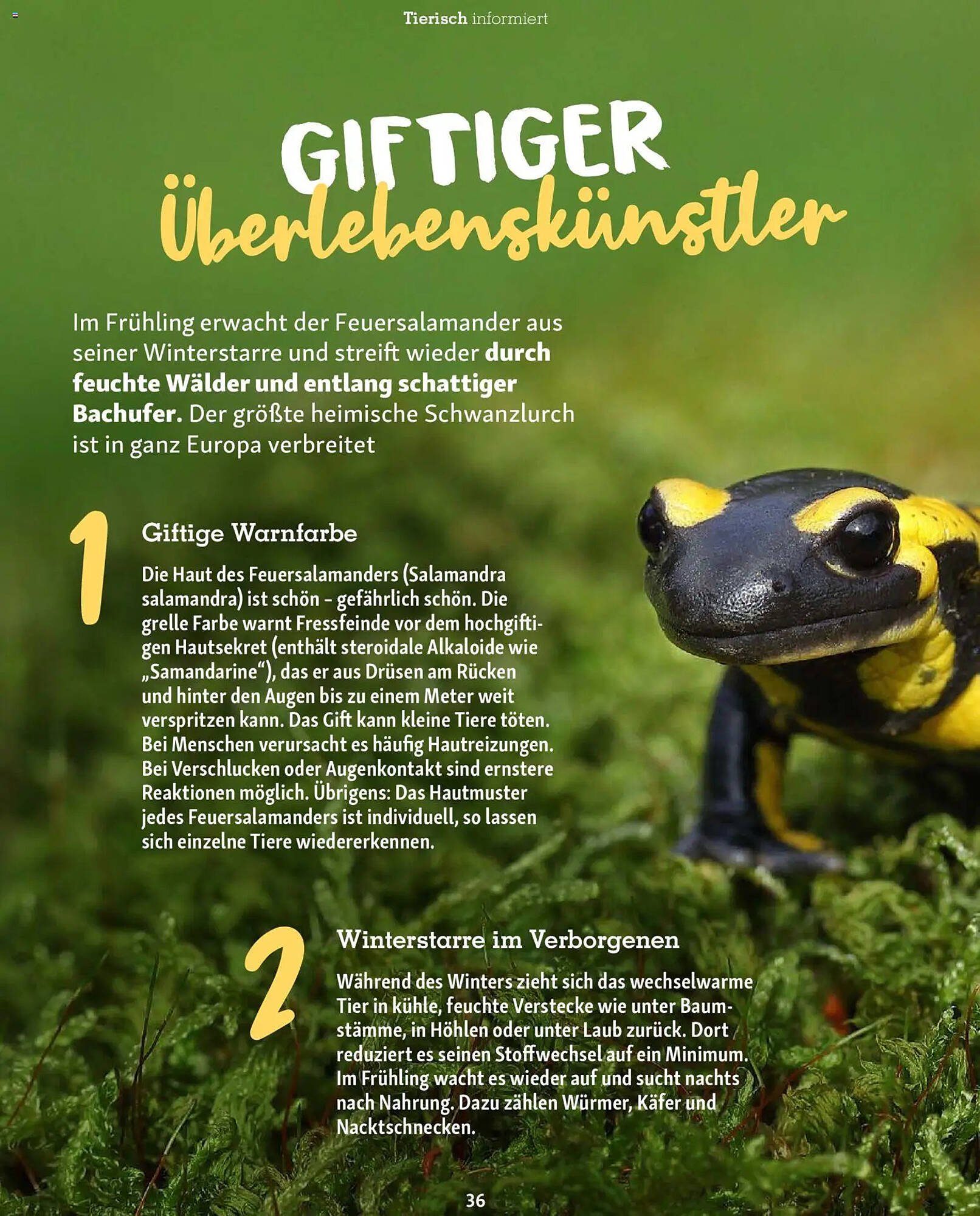 Fressnapf Magazin (2026-03-02 - 2026-04-30)