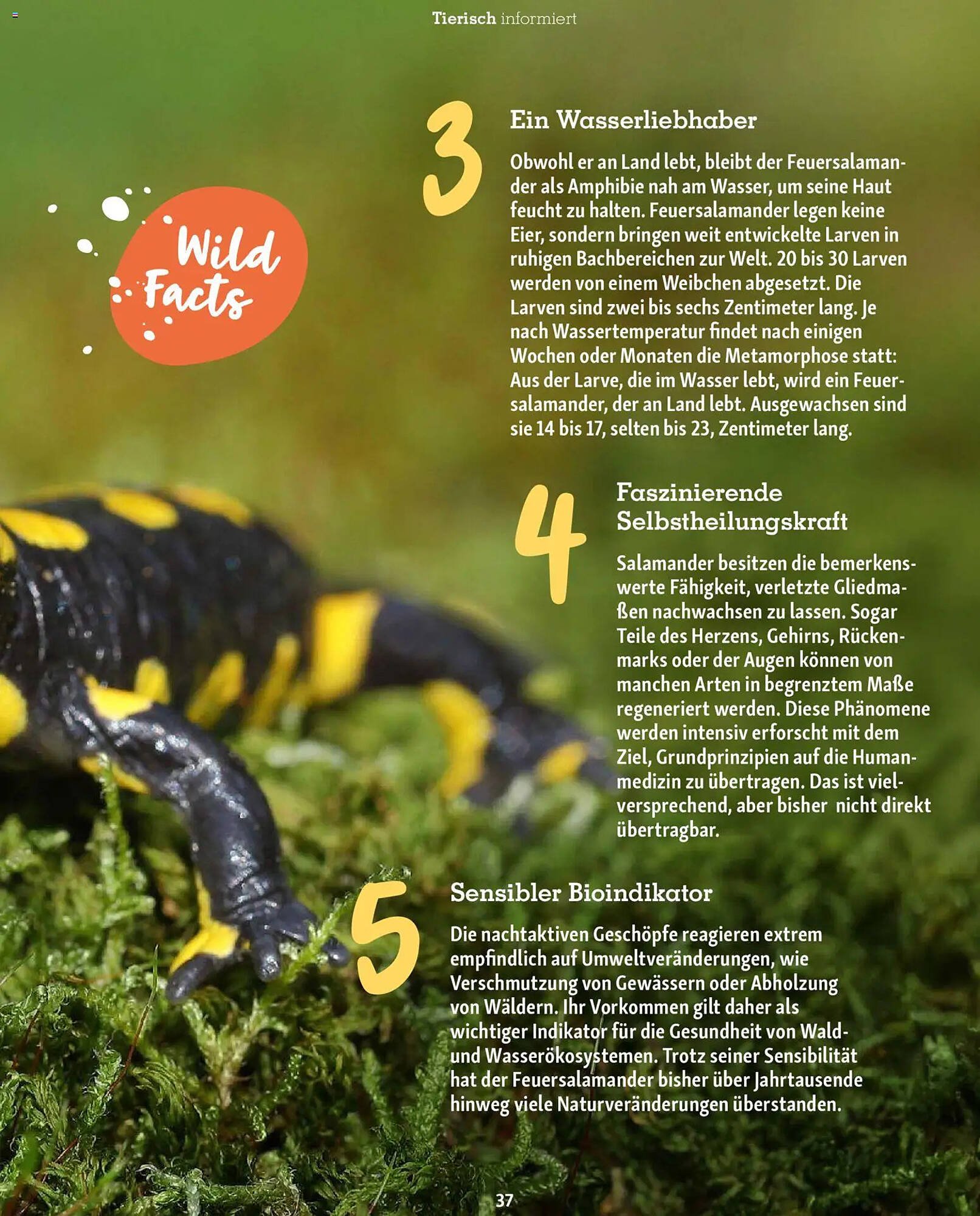 Fressnapf Magazin (2026-03-02 - 2026-04-30)