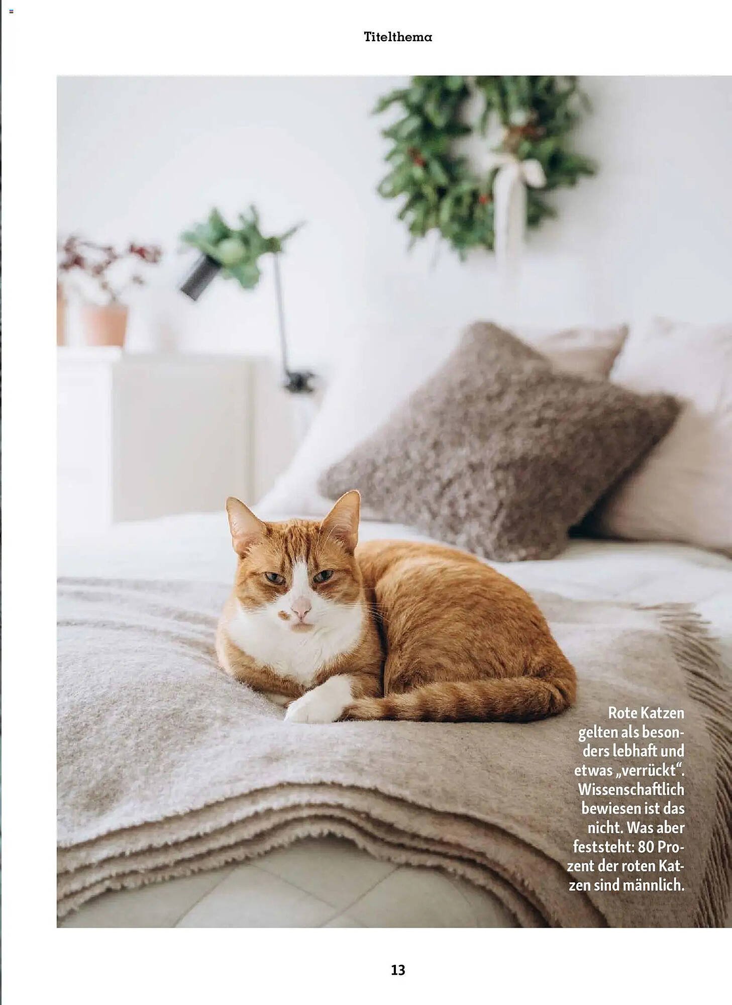 Fressnapf Magazin (2025-11-01 - 2025-12-31)