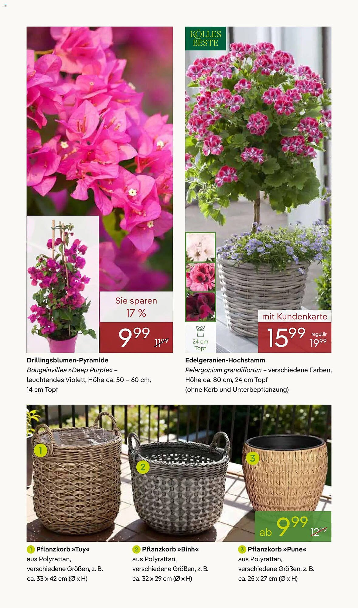 Pflanzen Kölle Prospekt