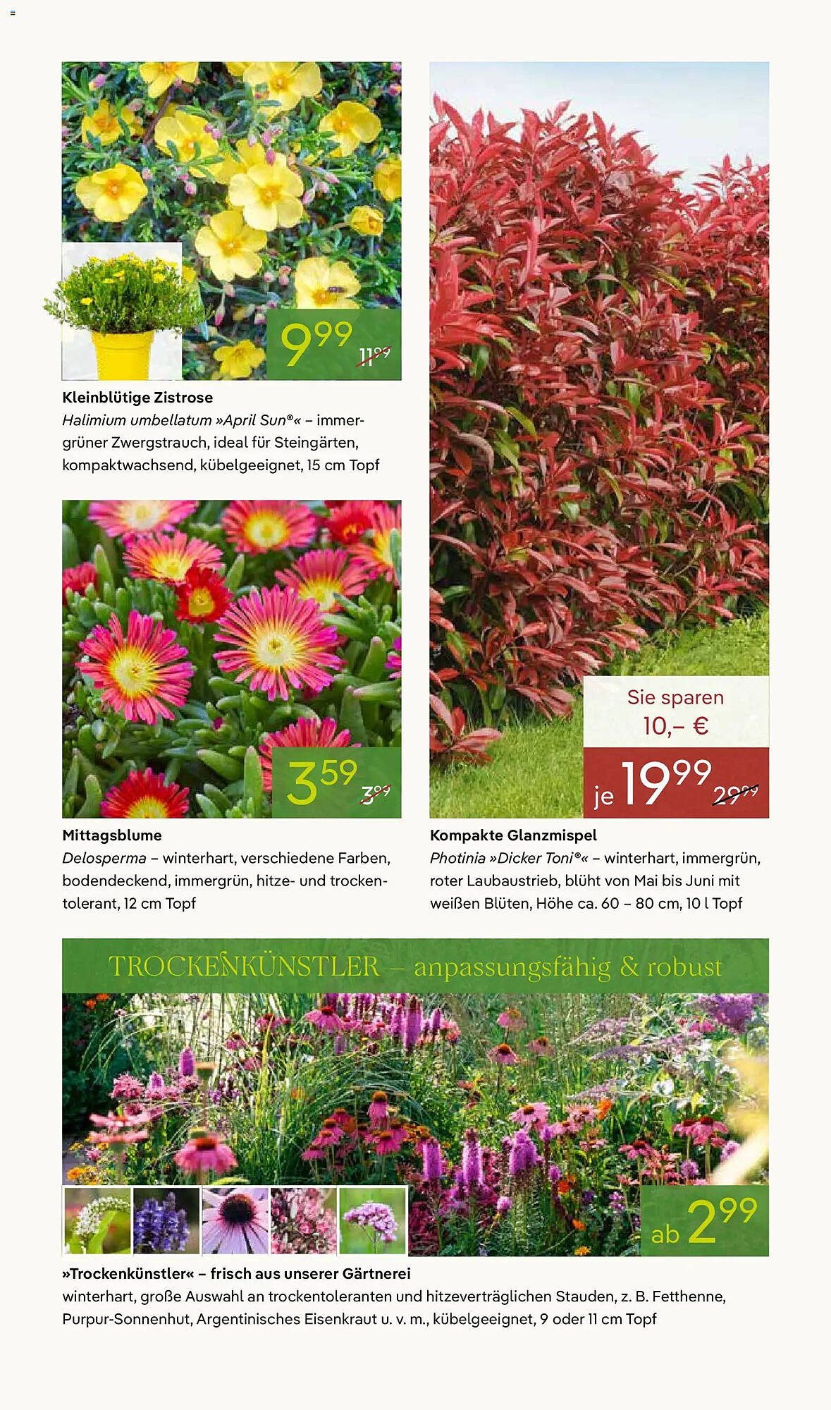 Pflanzen Kölle Prospekt