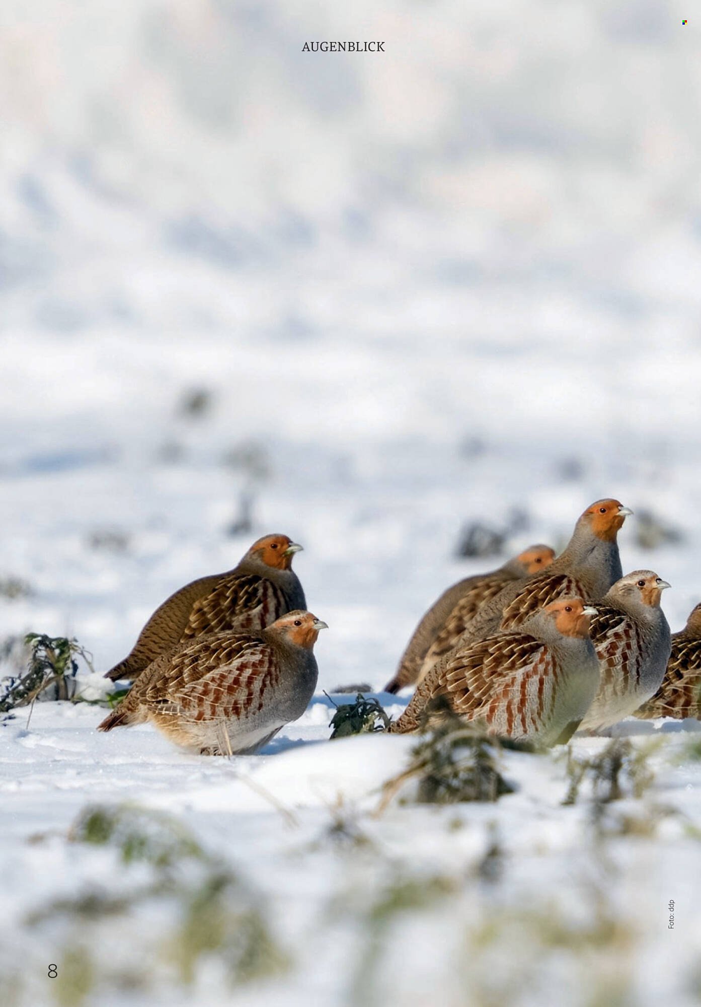 Rossmann Magazin (2026-01-01 - 2026-01-31)