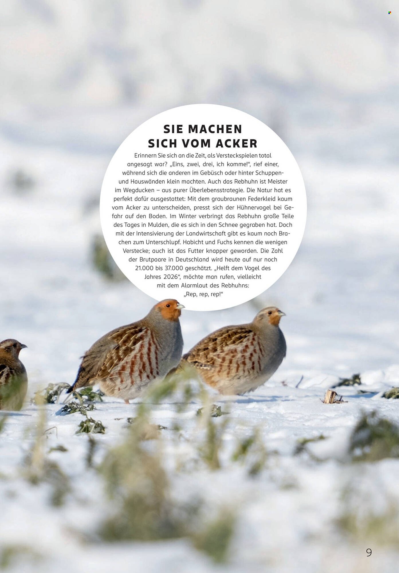 Rossmann Magazin (2026-01-01 - 2026-01-31)