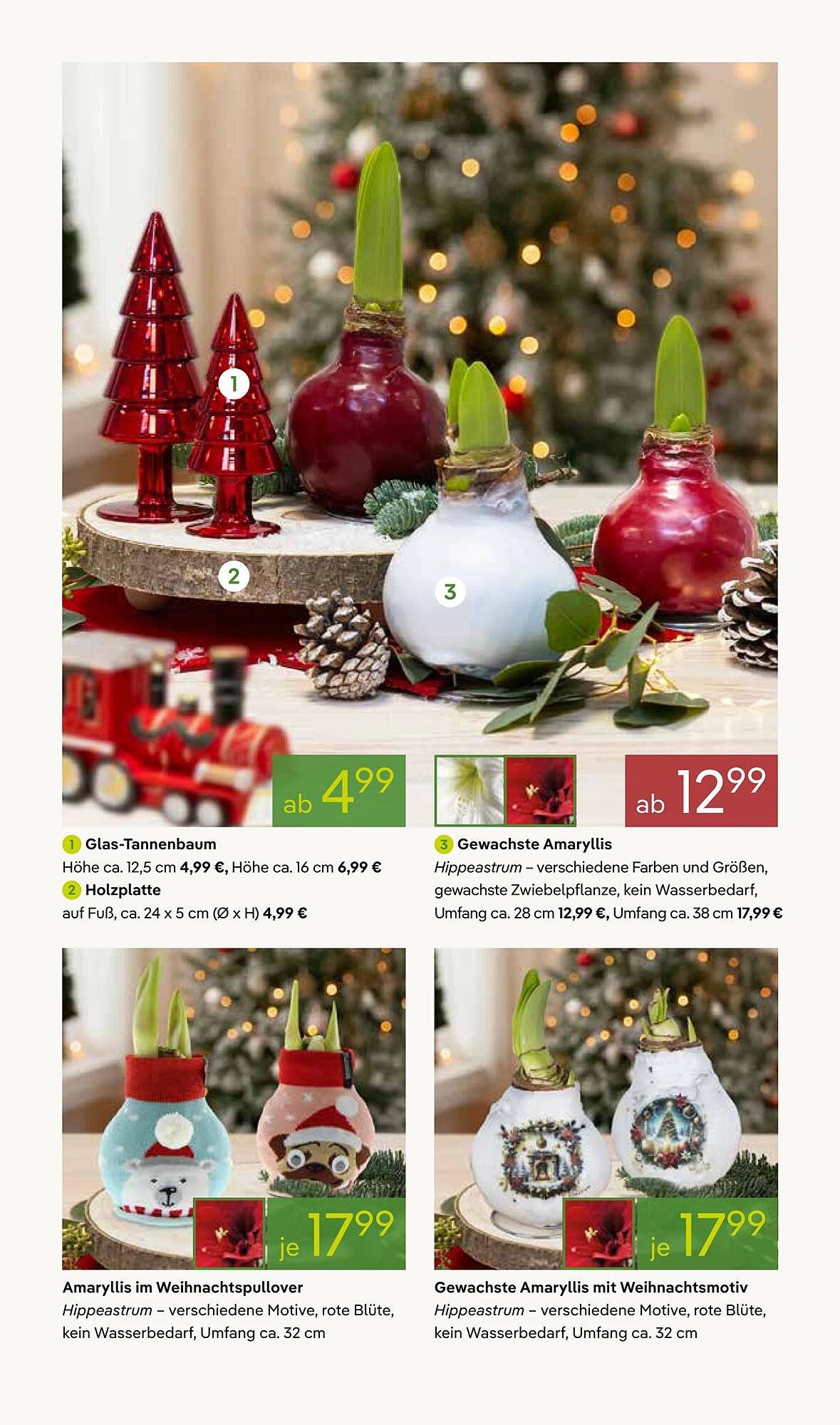 Pflanzen Kölle Prospekt (2025-11-17 - 2025-11-24)