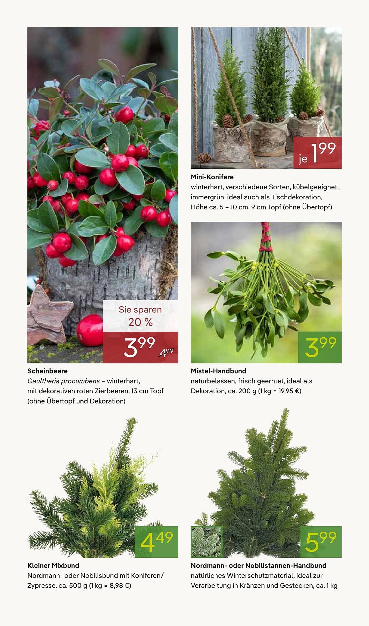 Pflanzen Kölle Prospekt (2025-11-17 - 2025-11-24)