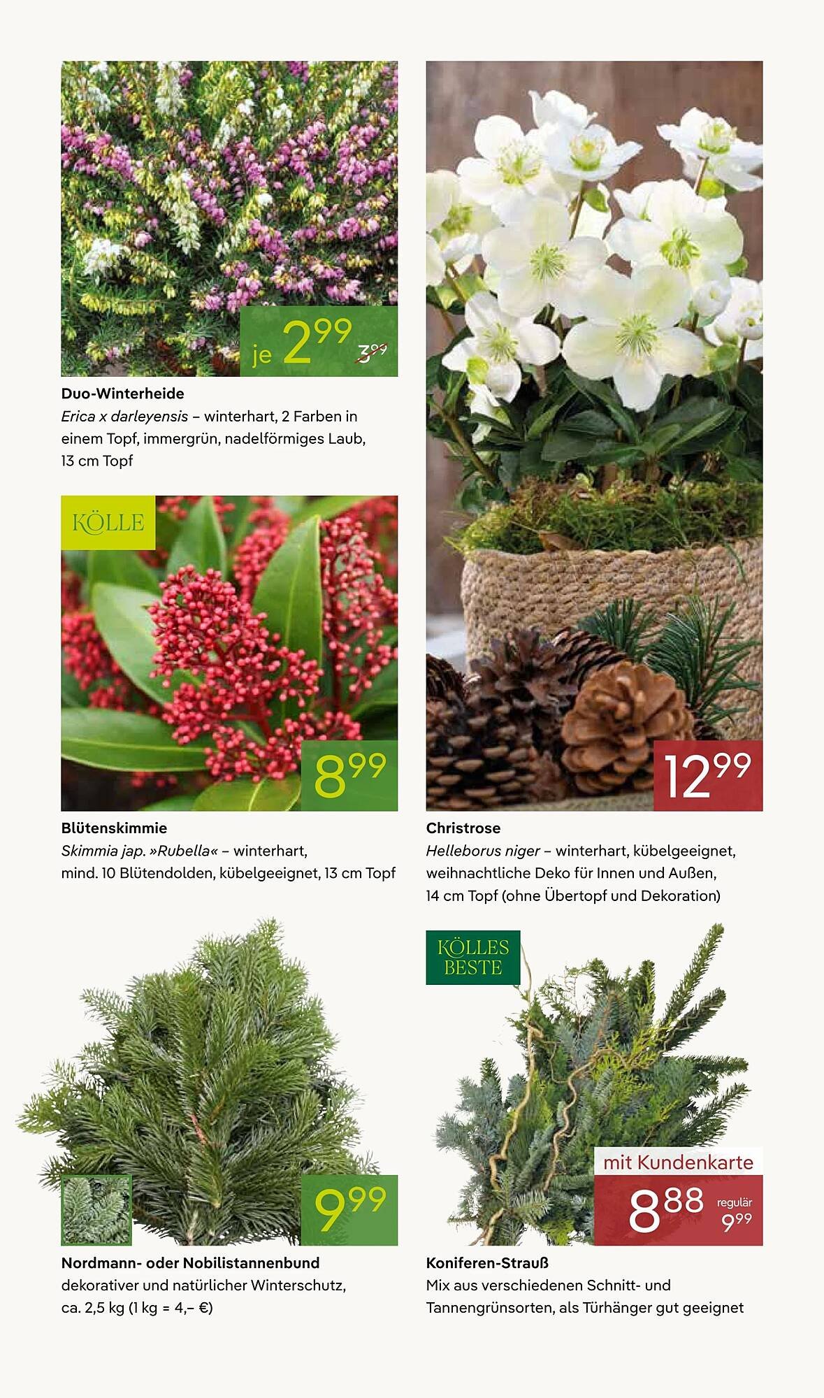 Pflanzen Kölle Prospekt (2025-11-17 - 2025-11-24)