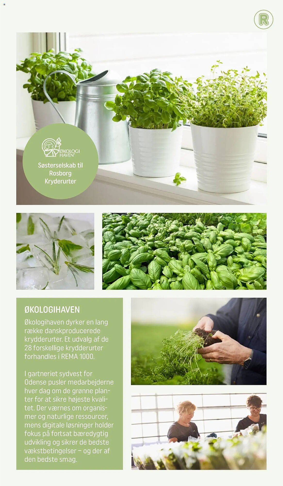 REMA 1000 tilbudsavis