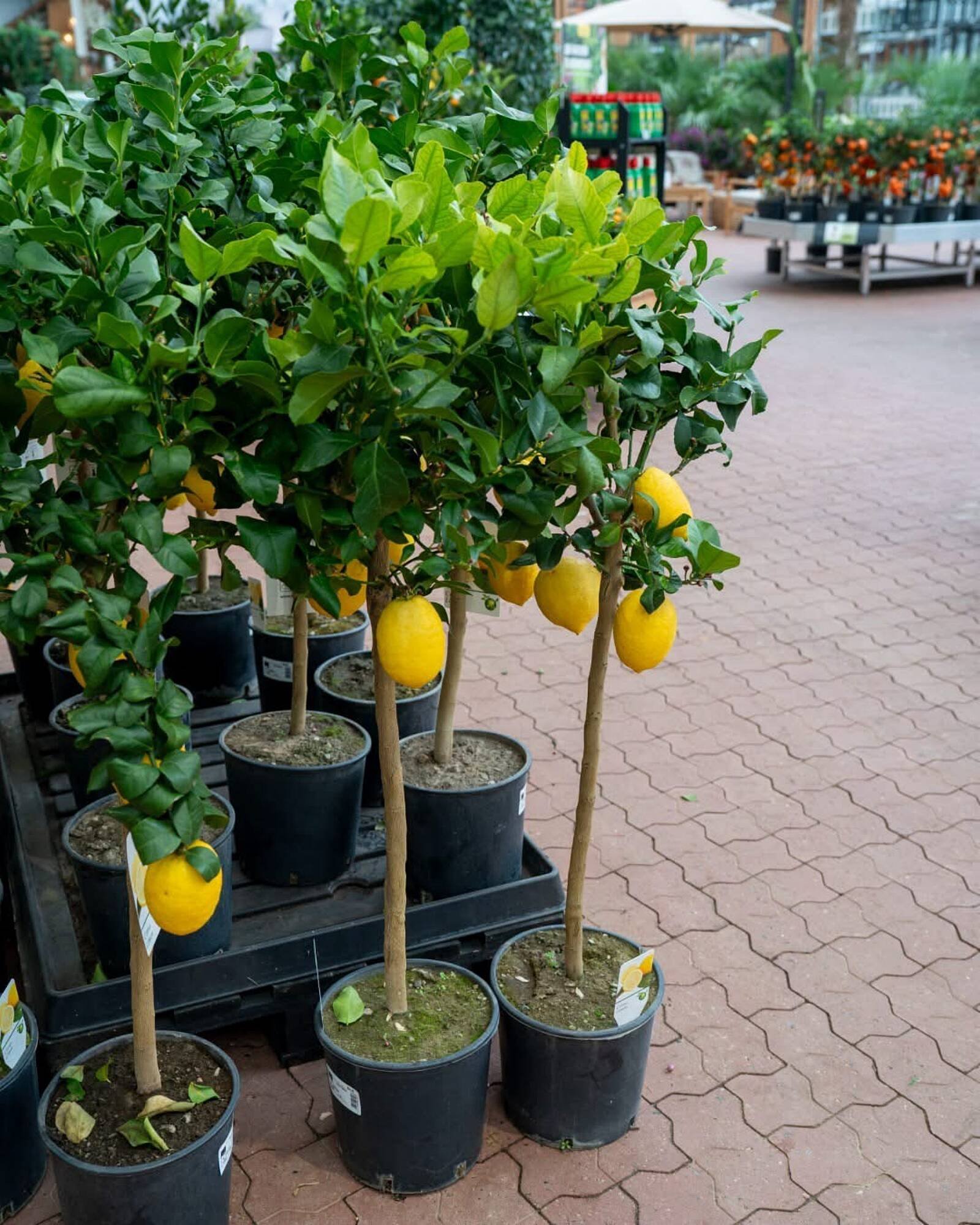 Plantorama tilbudsavis