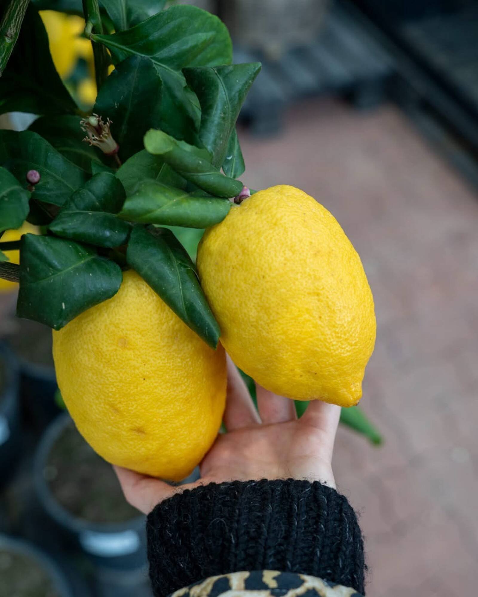 Plantorama tilbudsavis