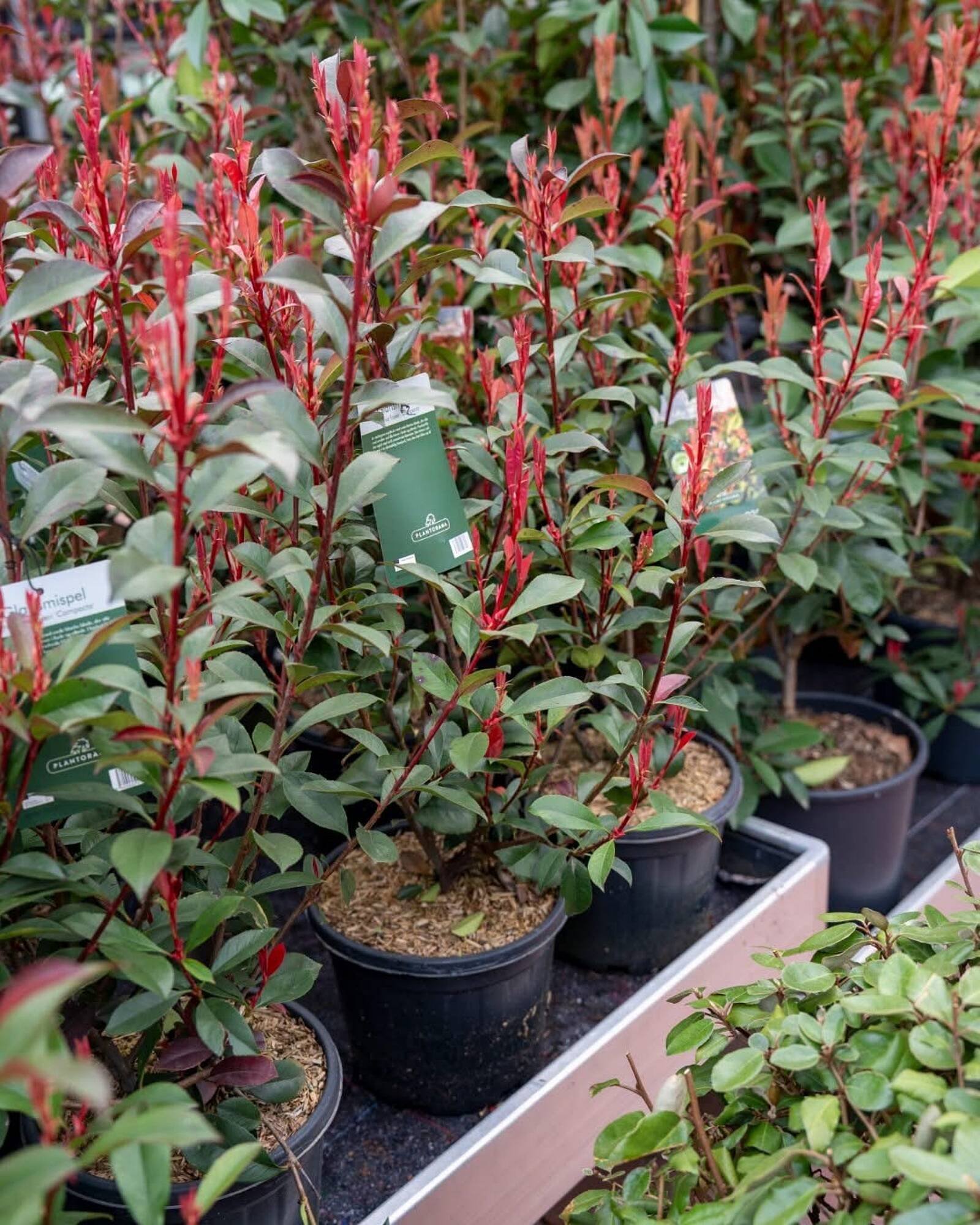 Plantorama tilbudsavis