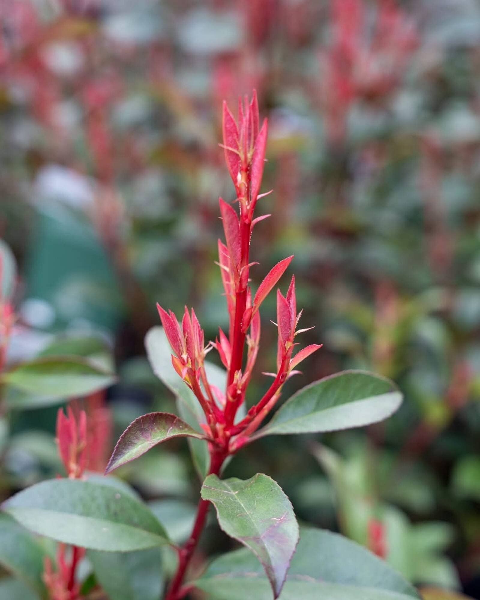 Plantorama tilbudsavis