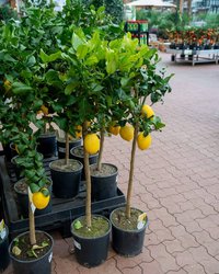 Plantorama tilbudsavis