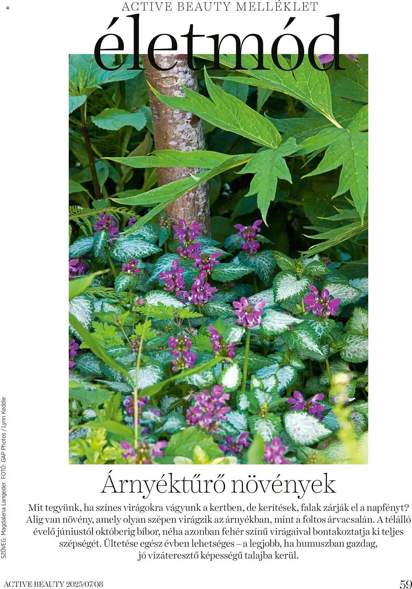 DM akciós újság (2025-07-16 - 2025-08-31)