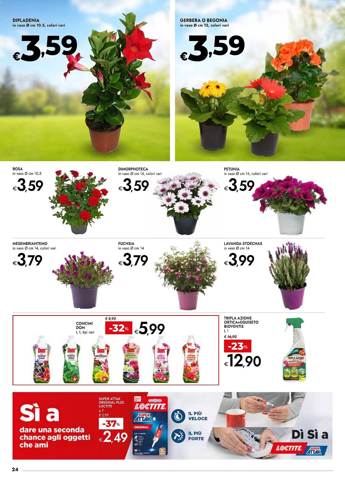 Volantino Bennet (2026-03-12 - 2026-03-25)