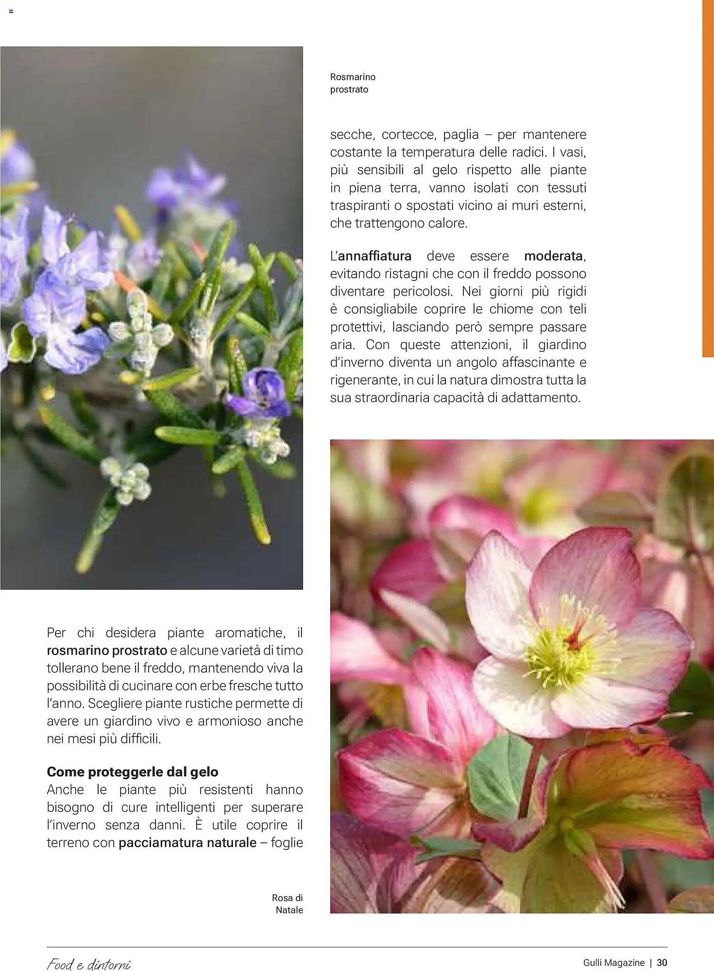 Volantino Supermercati Gulliver (2026-01-01 - 2026-01-31)