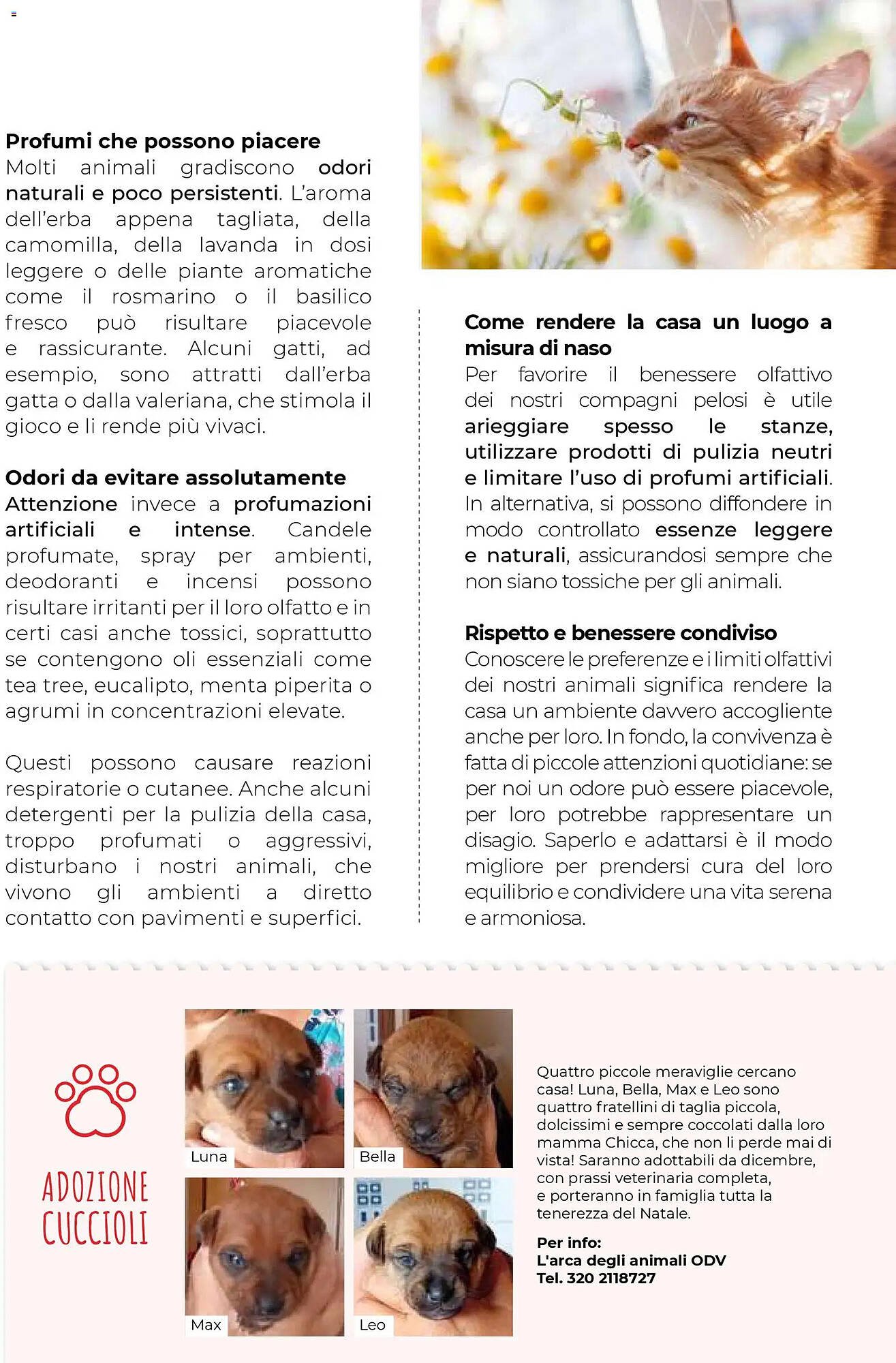 Volantino Supermercati Gulliver (2025-10-31 - 2025-11-30)