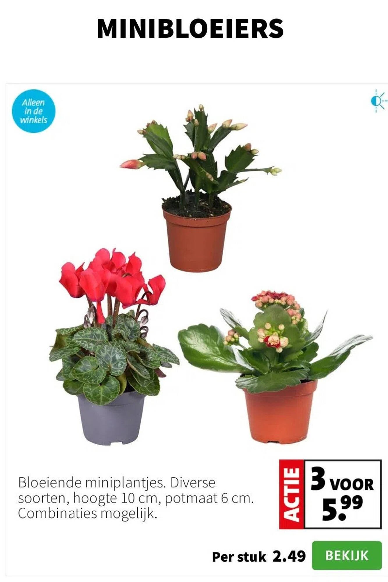 Intratuin folder (2025-12-15 - 2025-12-21)