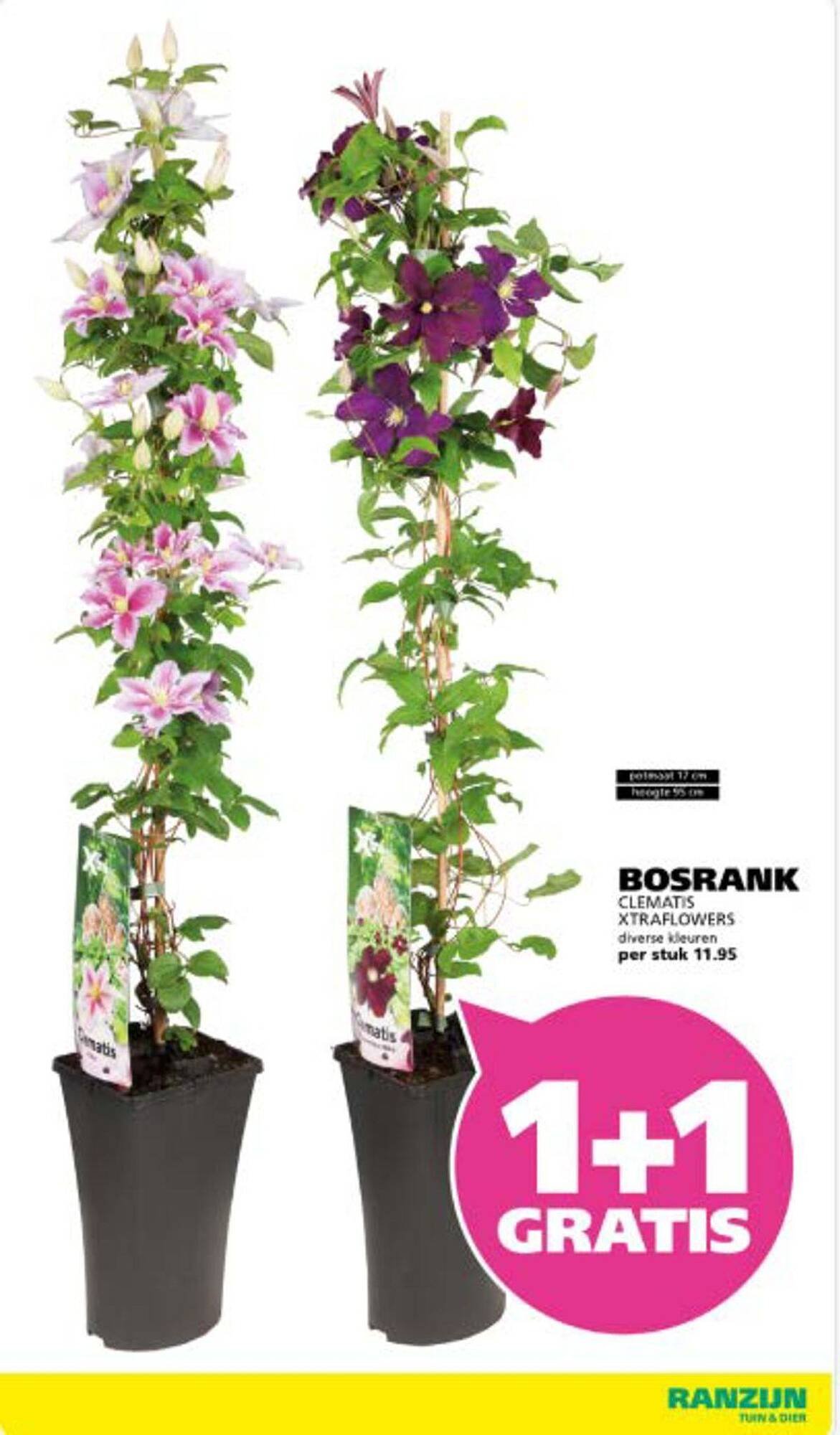 Ranzijn folder (2025-07-21 - 2025-08-09)