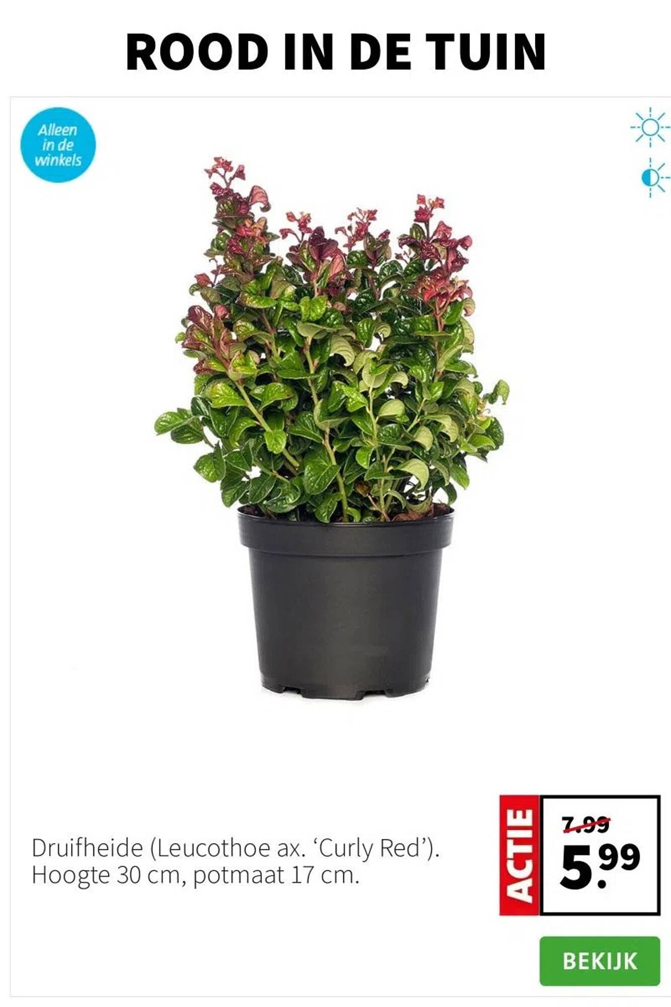 Intratuin folder (2025-11-10 - 2025-11-16)