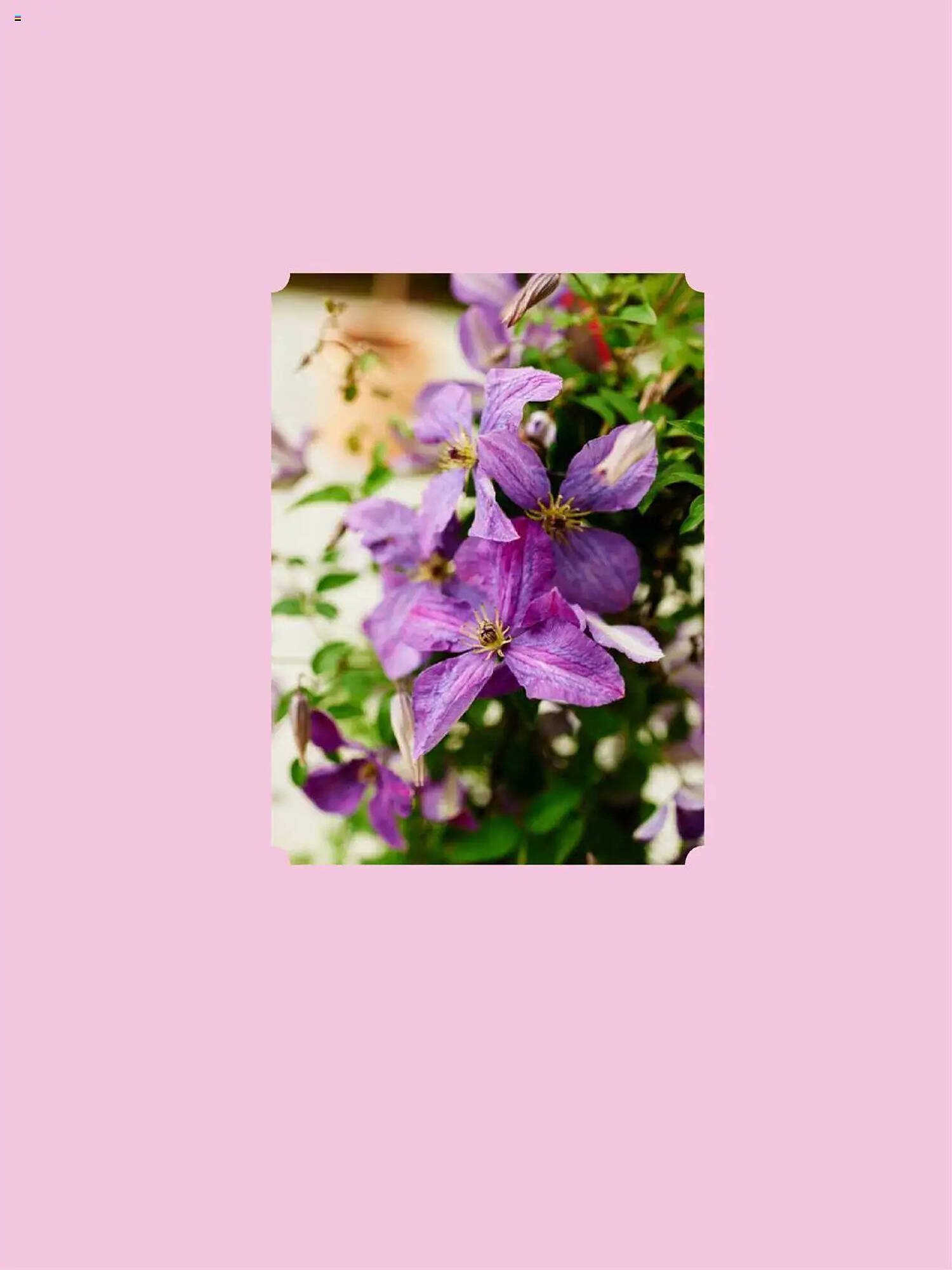 Plantasjen Kundeavis (2025-07-25 - 2025-10-10)