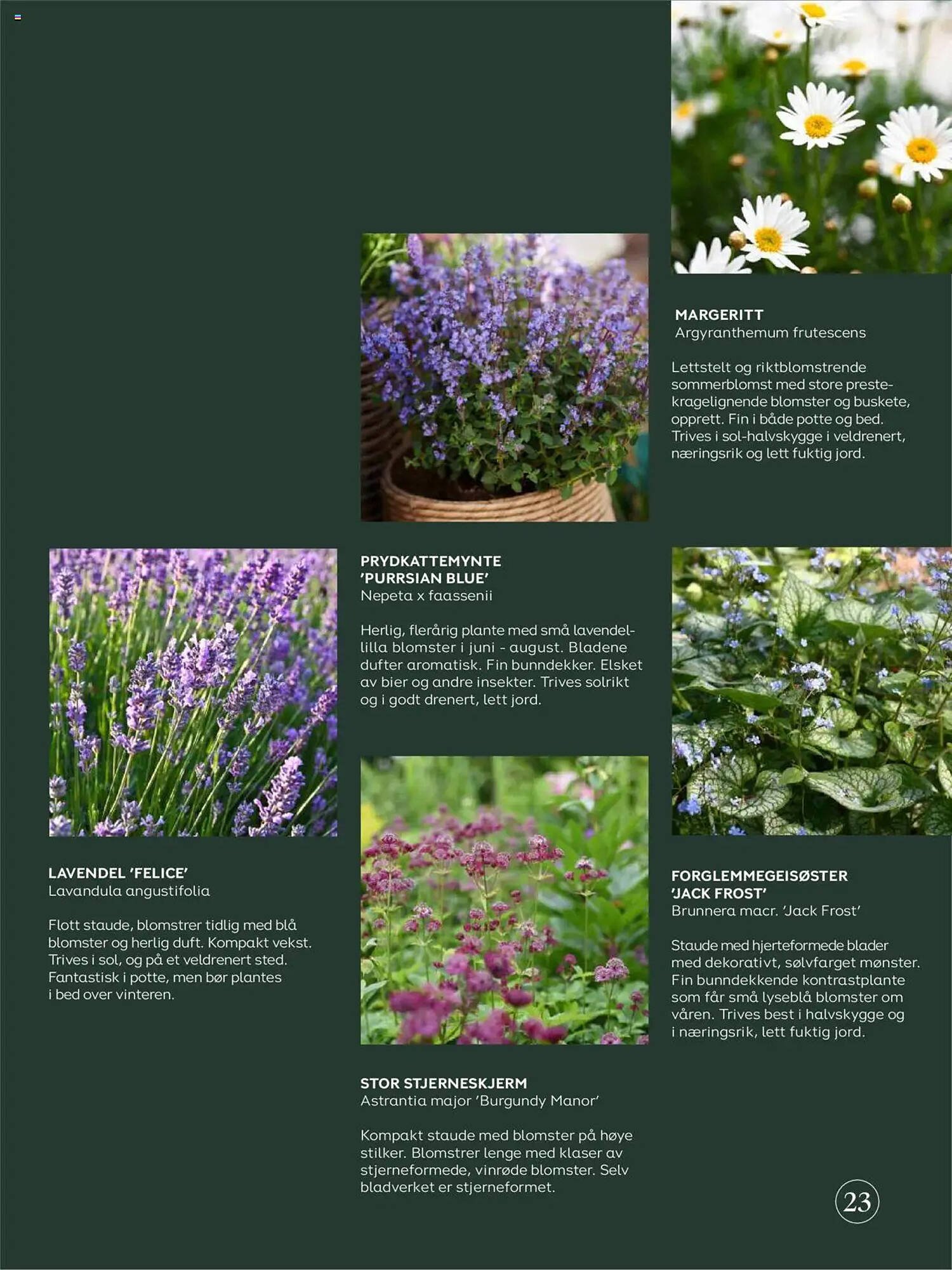 Plantasjen Kundeavis (2025-07-25 - 2025-10-10)