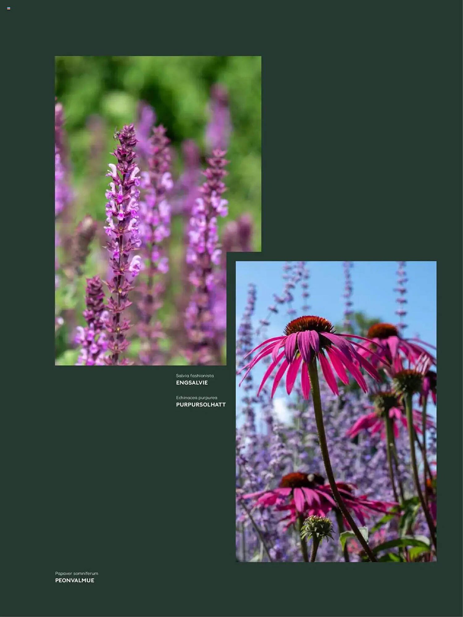 Plantasjen Kundeavis (2025-07-25 - 2025-10-10)