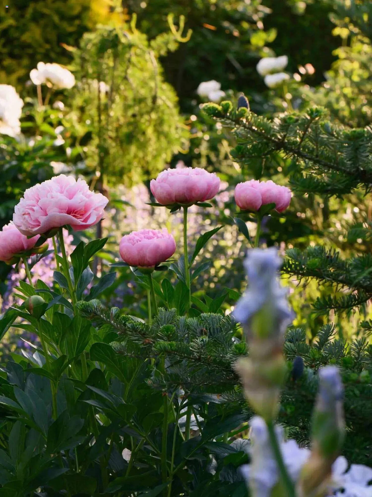 Plantasjen Kundeavis (2025-07-25 - 2025-10-10)