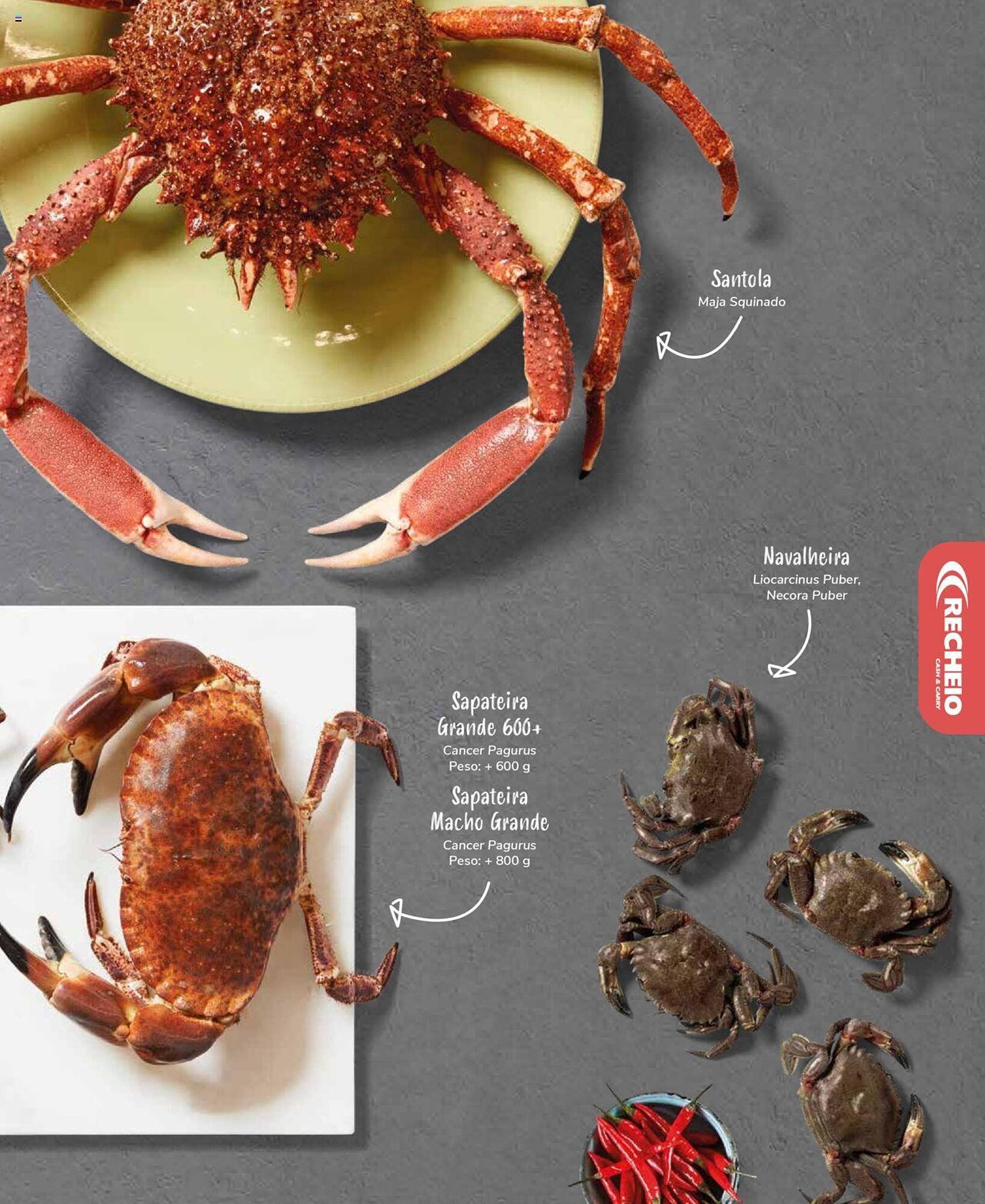 Folheto Recheio (2024-12-19 - 2025-12-31) | 25