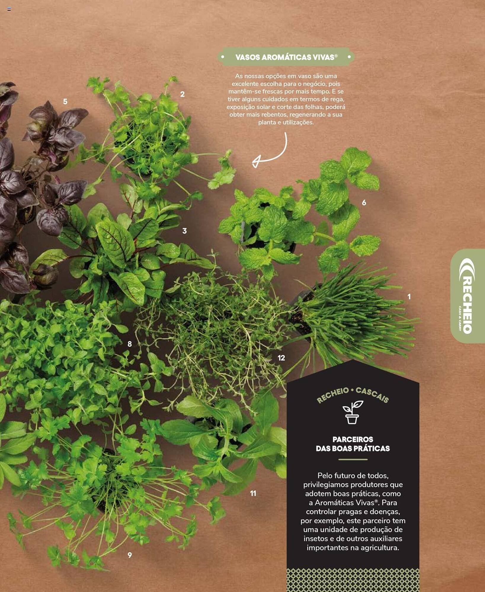 Folheto Recheio (2024-12-19 - 2025-12-31) | 59