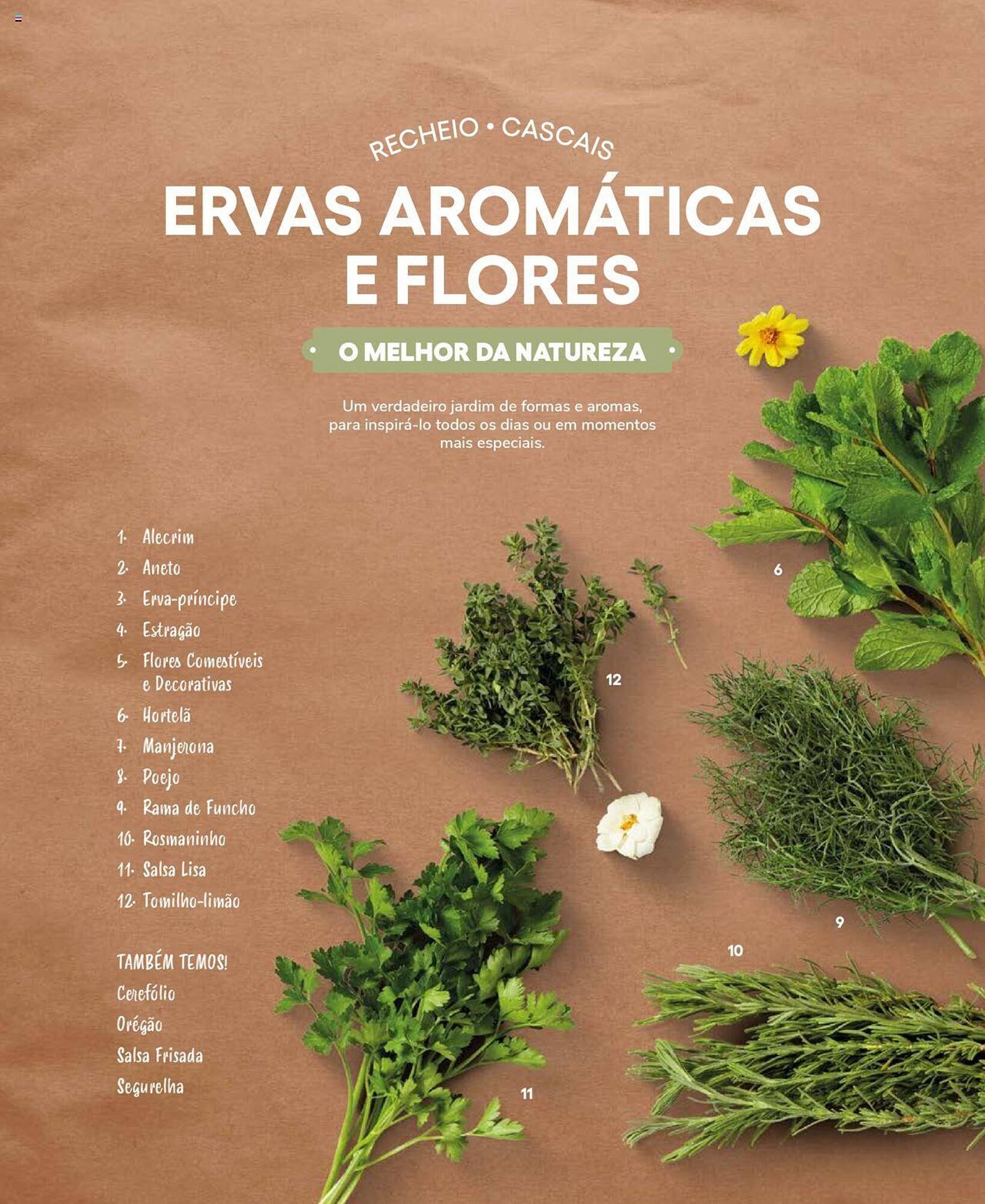 Folheto Recheio (2024-12-19 - 2025-12-31) | 60