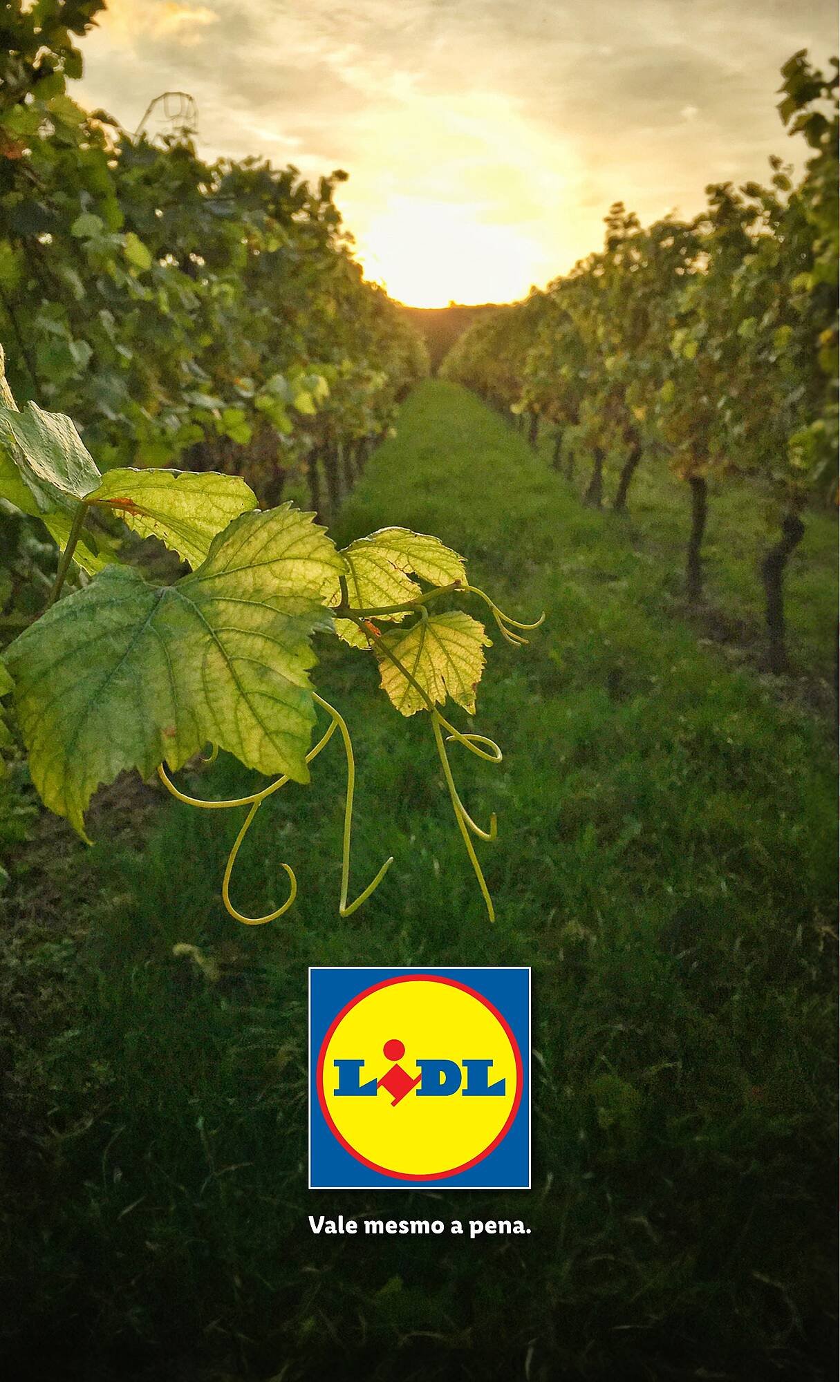 Folheto Lidl (2026-01-26 - 2026-02-22) | 32