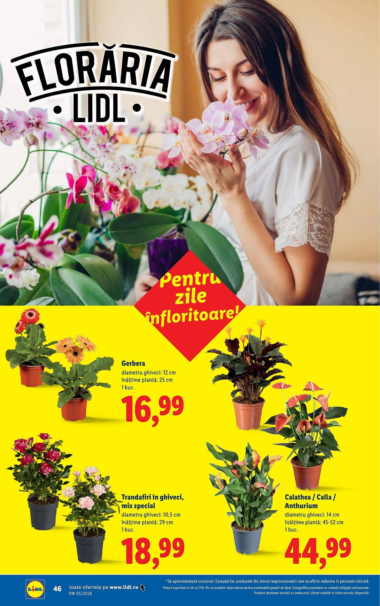 Catalog Lidl